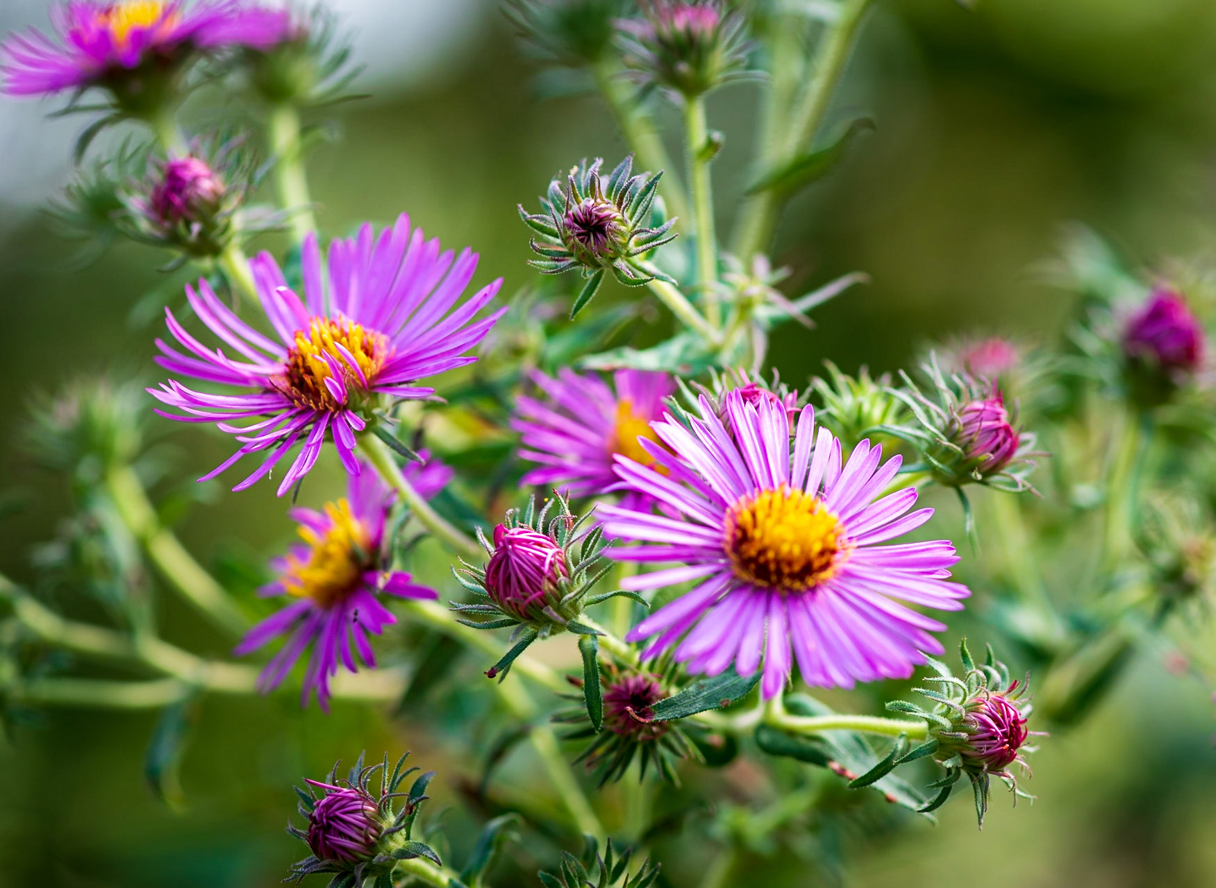 Multiple Exposure of Aster Flowers - captured at the Shaw Nature Reserve