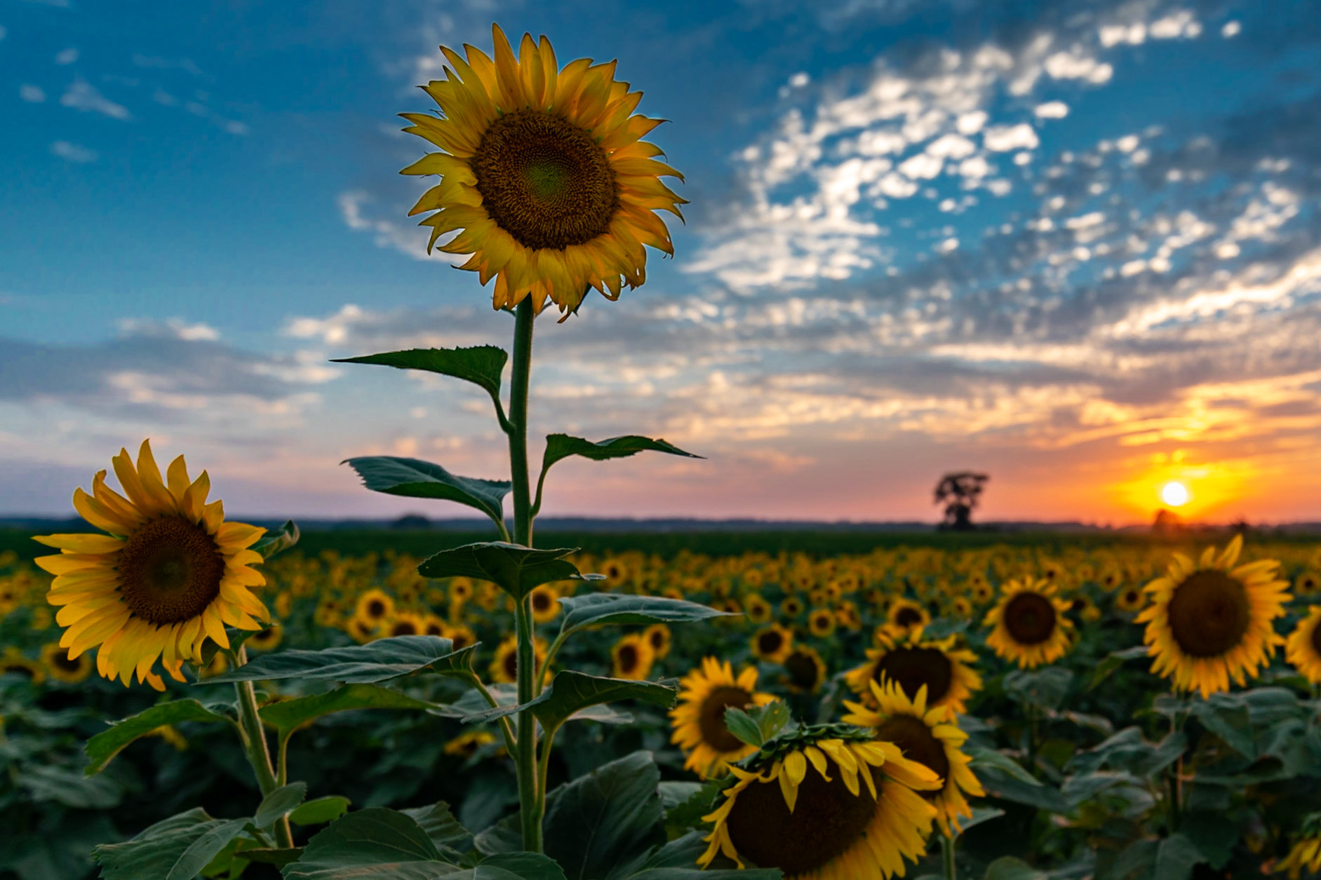 Sunflowers at Sunset - captured the at Columbia Bottom Conservation Area
