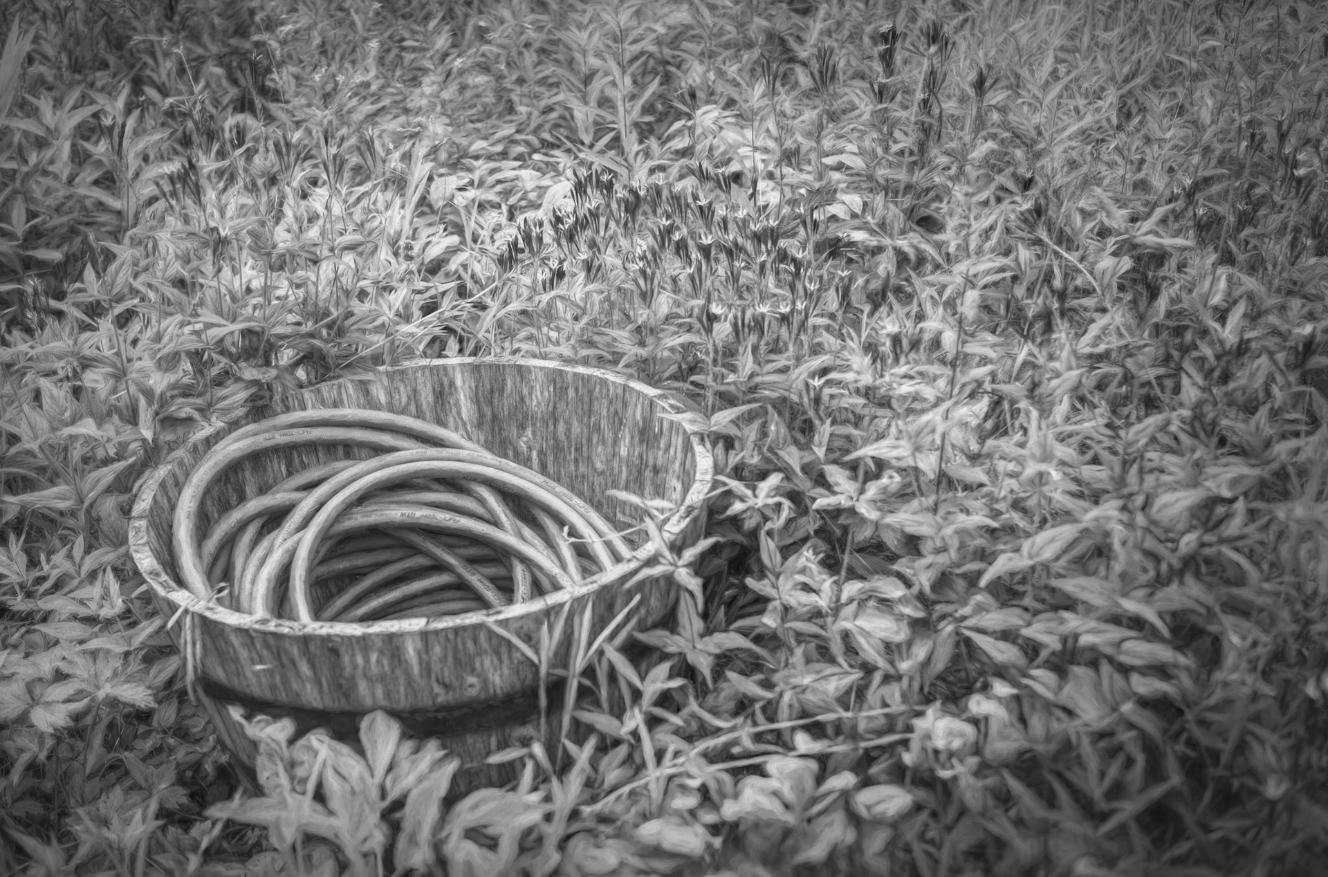 Garden Tranquility - Captured at the Shaw Nature Reserve  and artistically rendered with B&amp;W  and painterly effects with LR and Topaz