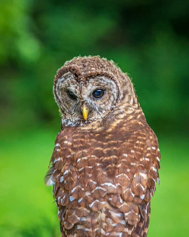Beautiful Bard Owl photographed in our backyard