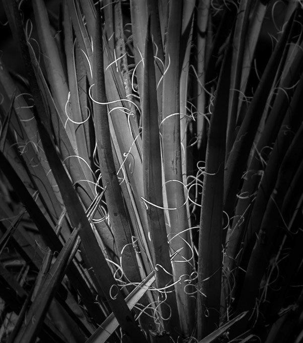 Yucca Plant - Captured at the Montezuma Castle National Monument