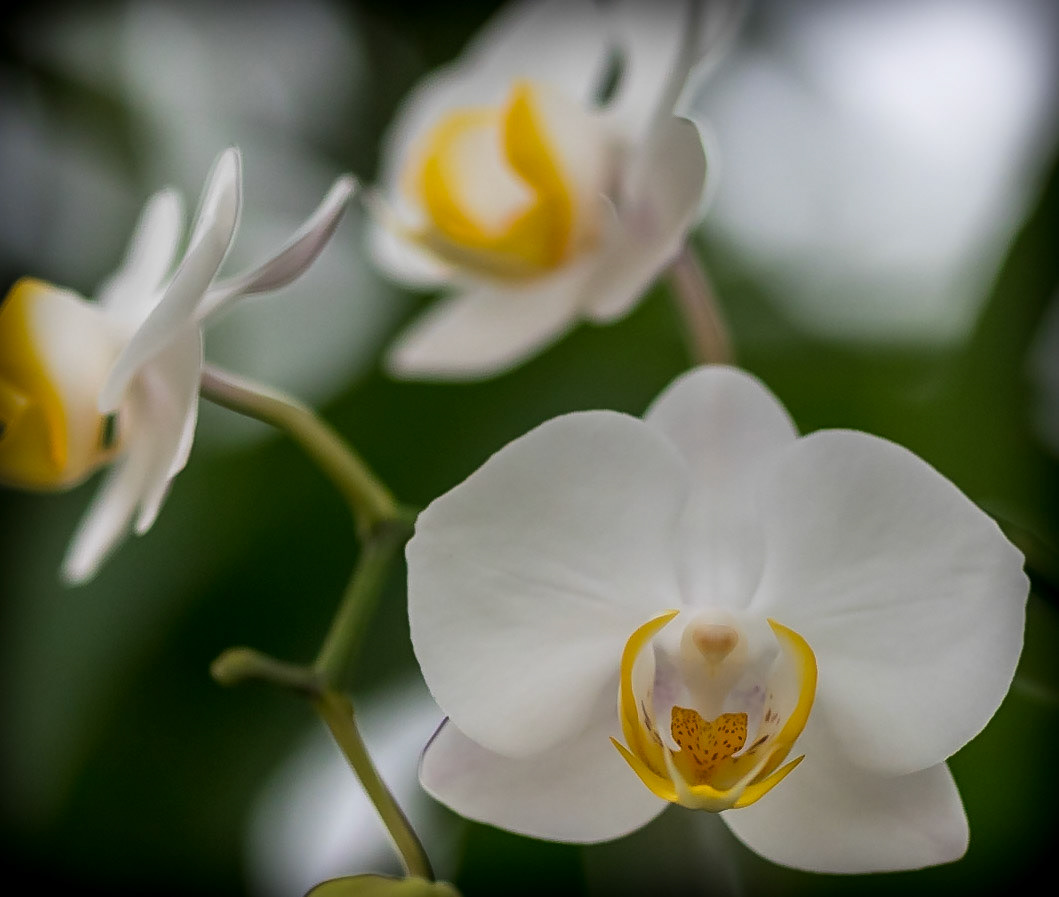 Moth Orchid - Captured at the Butterfly House© Michael Smith Photography