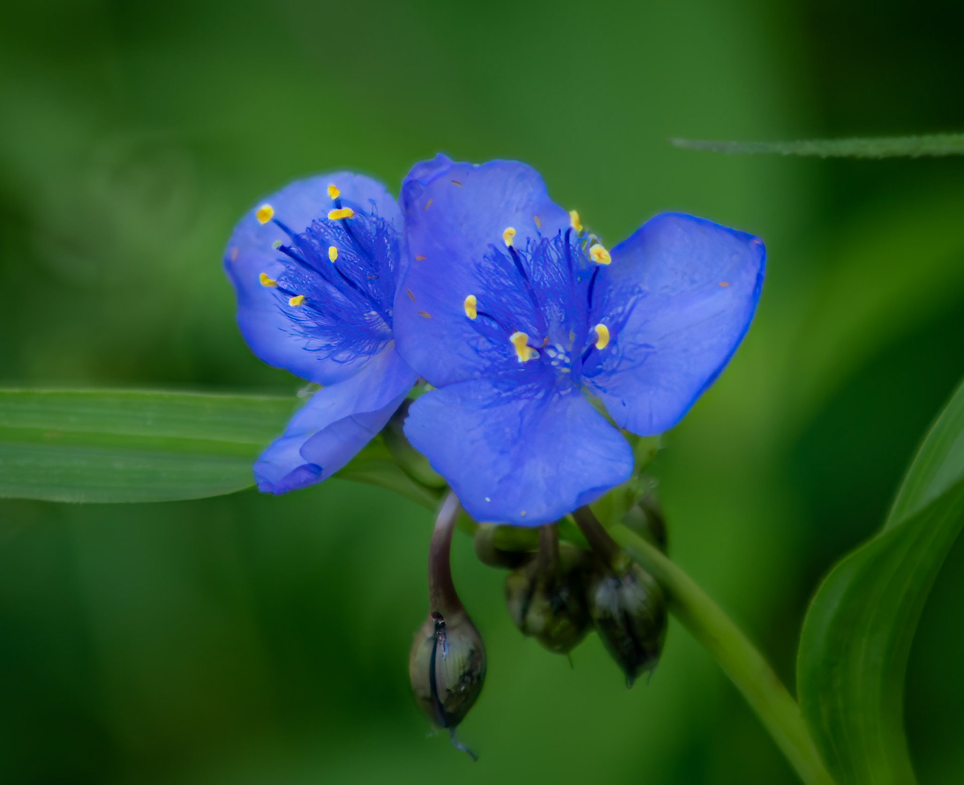 Fleeting Beauty - The Ohio Spiderwort, aka Bluejacket, blooms late spring through midsummer, during the early part of the day.  Captured this beautiful blue wiildfower at the Shaw Nature Reserve.