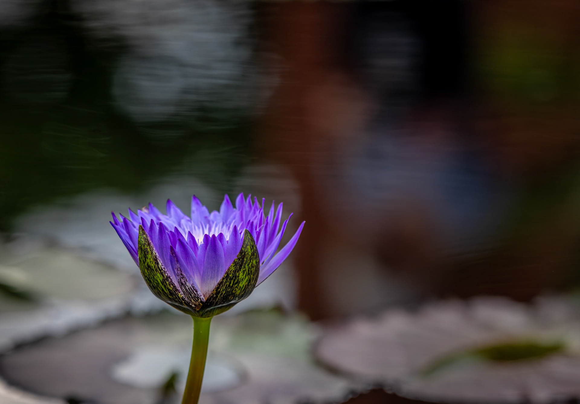 Radiance - Vibrant purple Tropical Water Lily