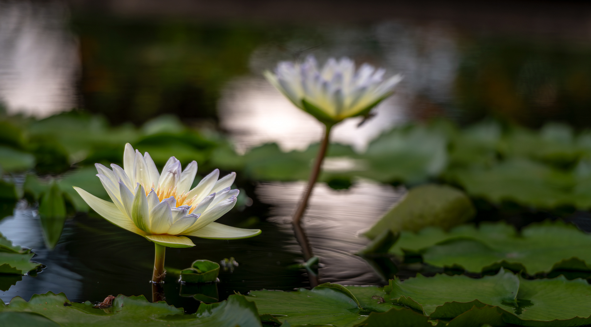 Nature's Tranquility