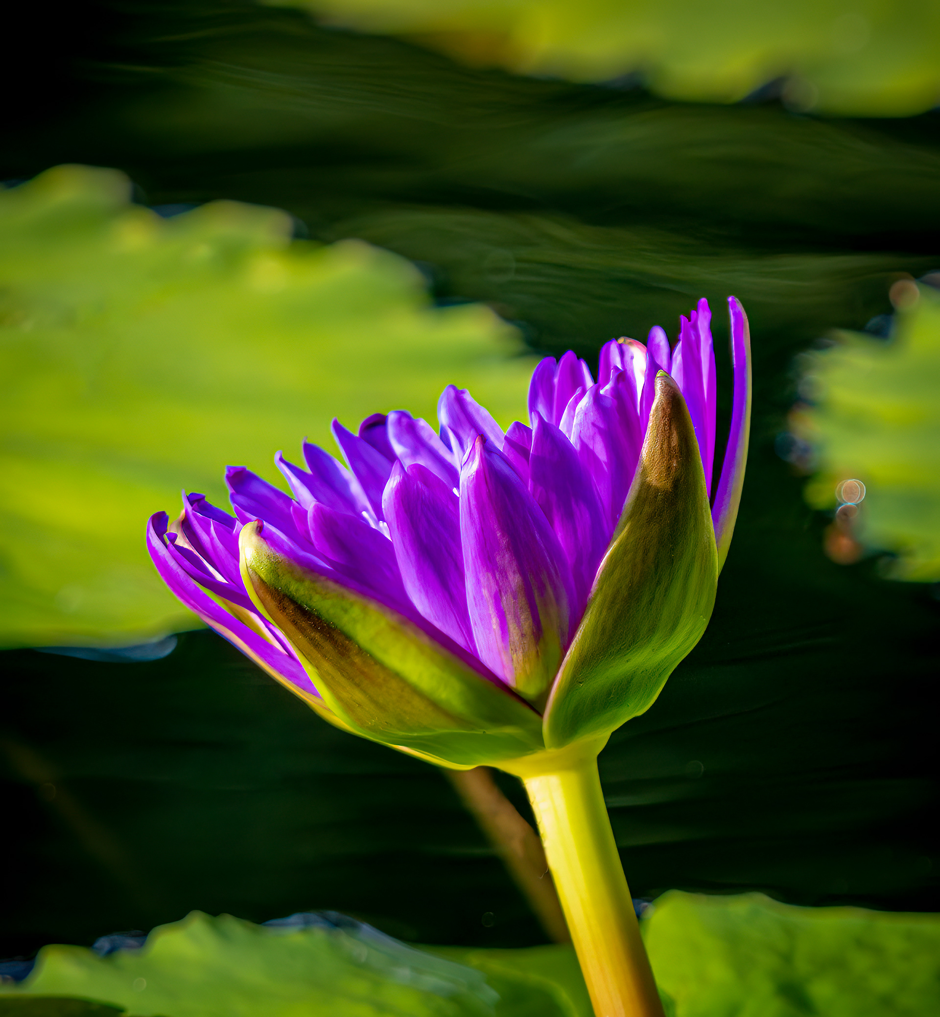 Stunning Blue Lotus
