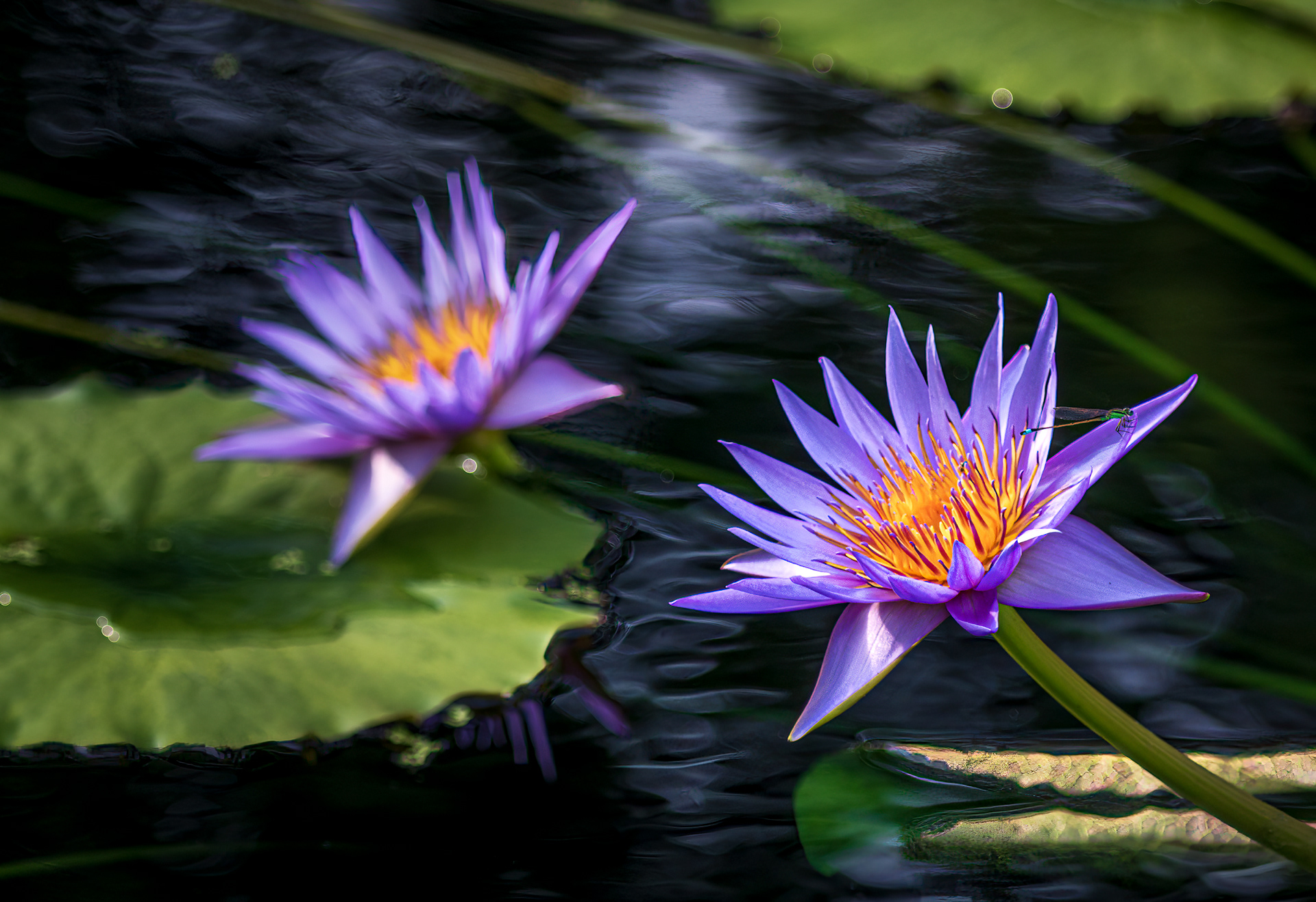 Blue Lotus