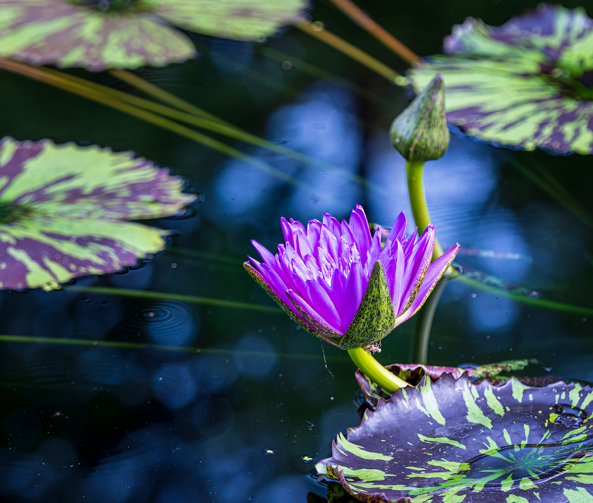 ​​​​​​​Blooming & Next Up