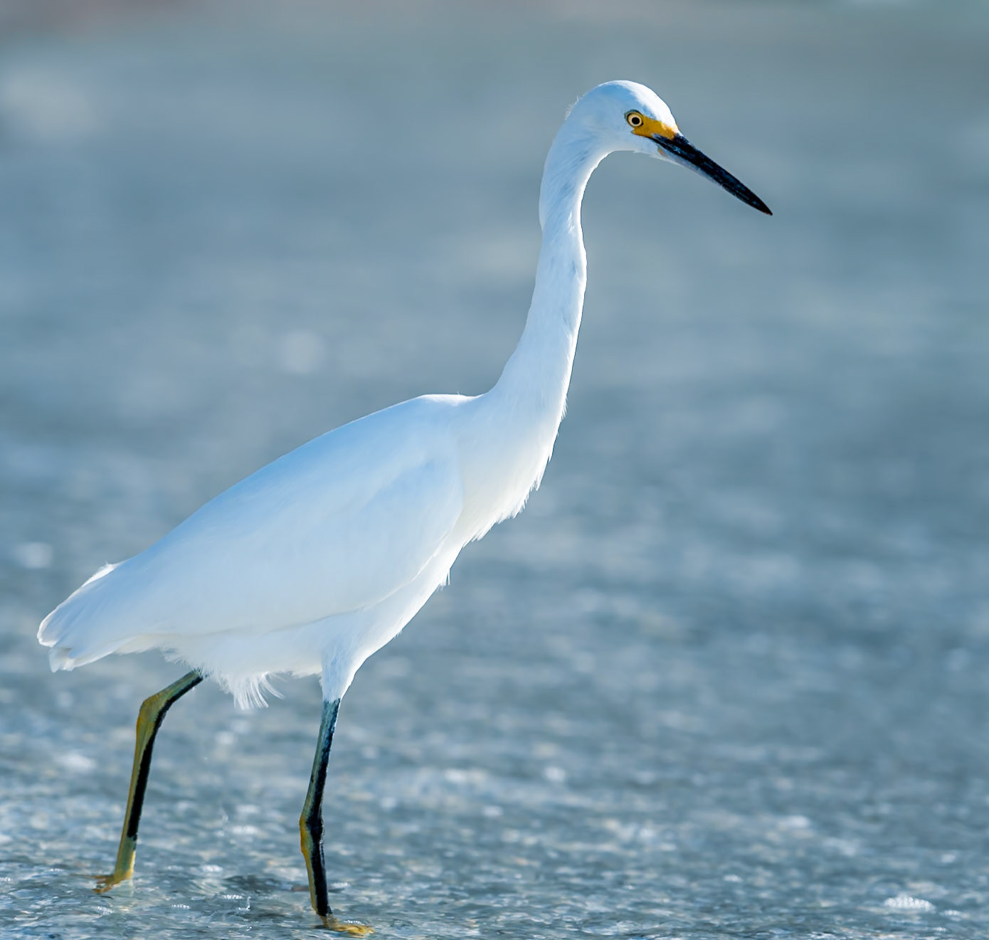 Great White Egret