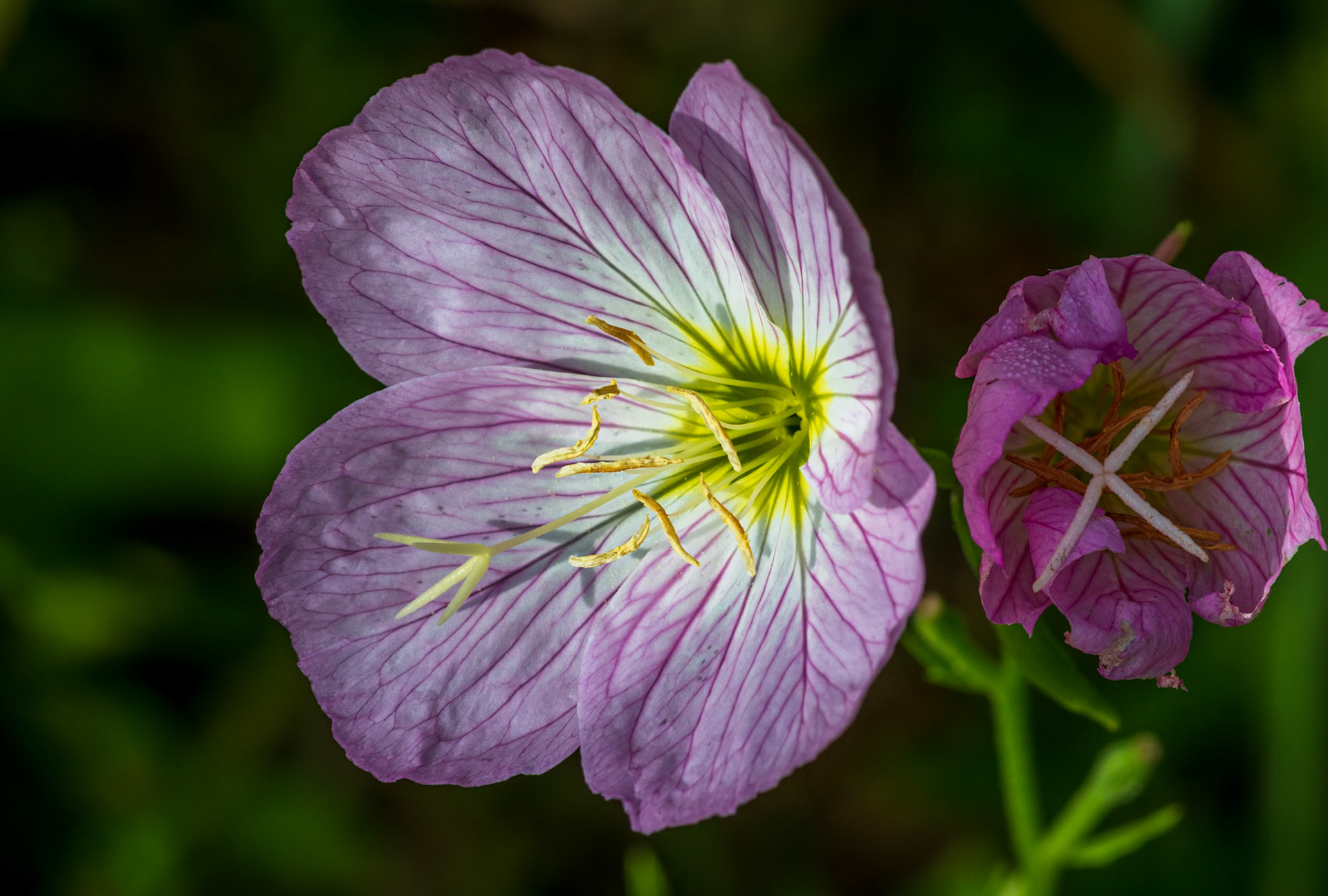 :Pink Ladies aka Pink Evening Primrose and Mexican Primrose - Captured at the Shaw Nature Reserve