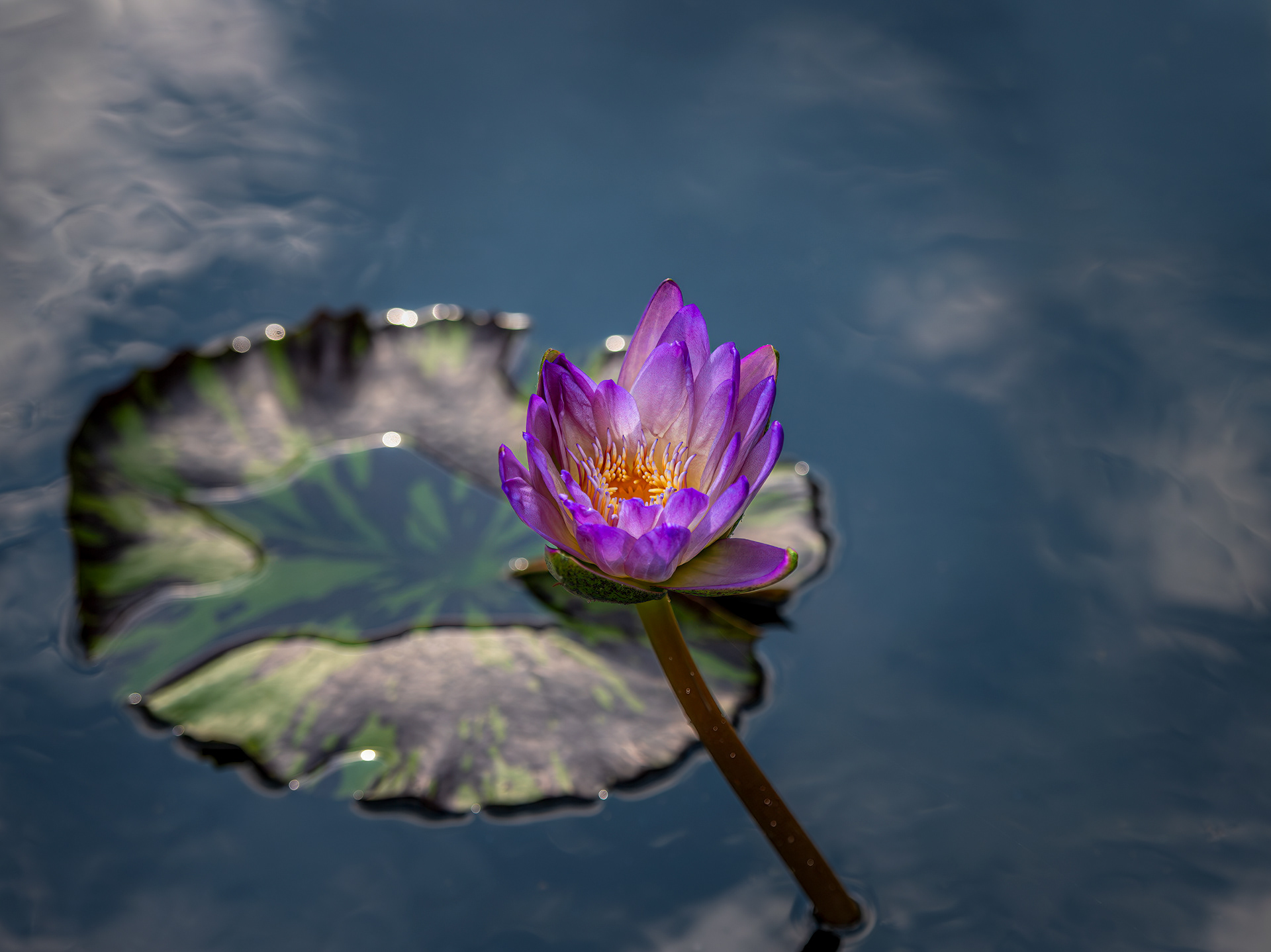 Water Lily In The Sky