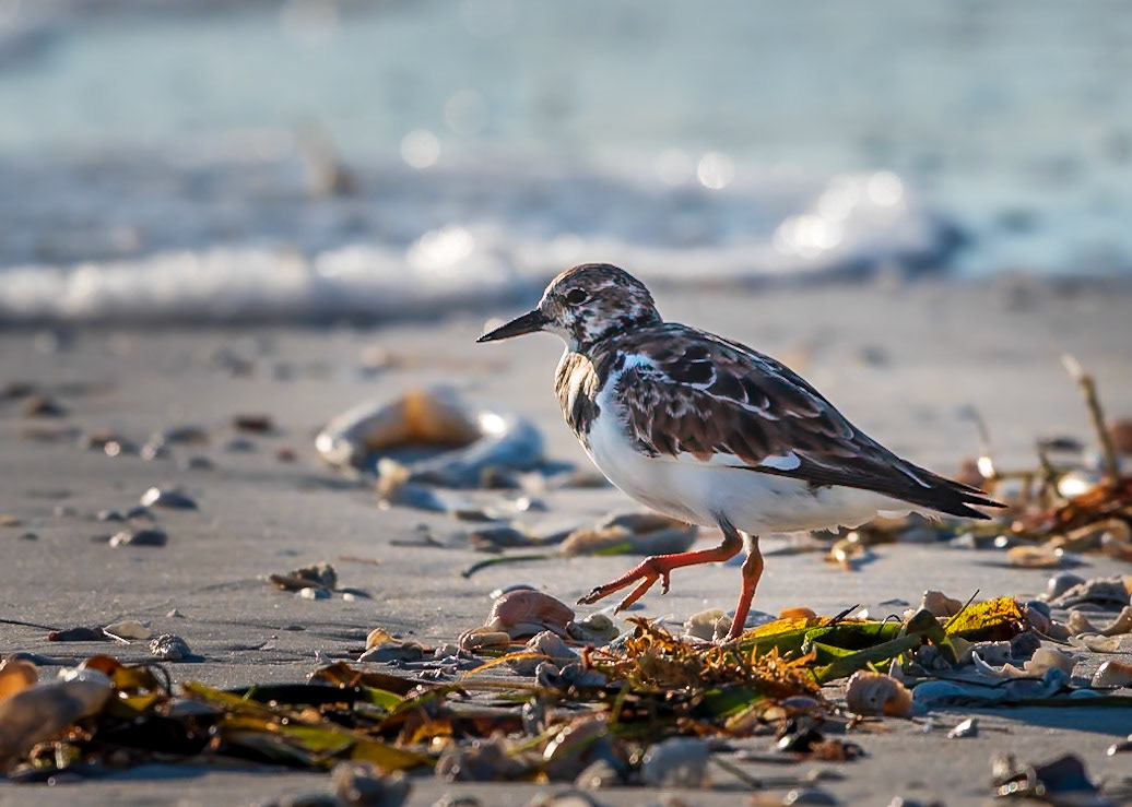 Scavenging Sanderling