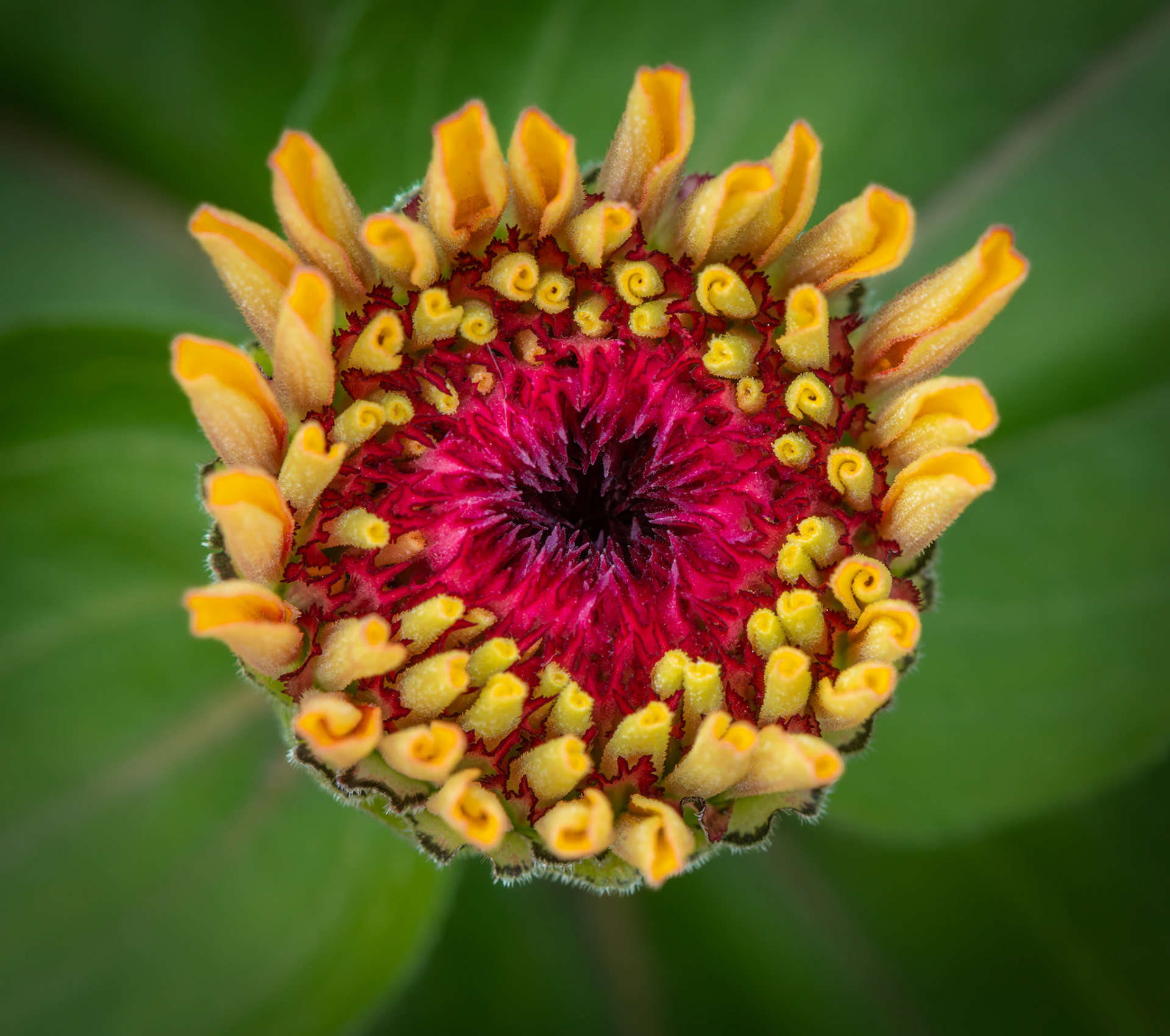 Budding Zinnia