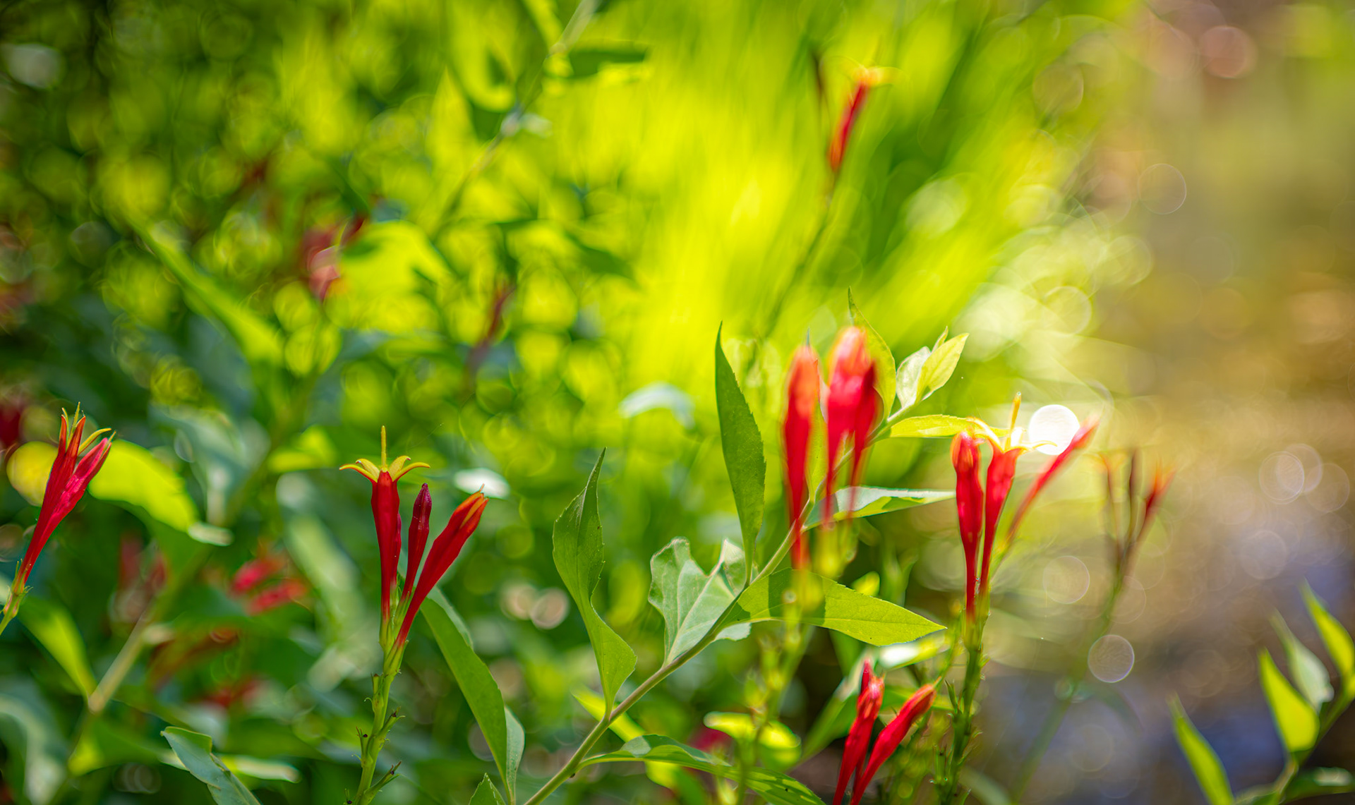 Nature's Radiance - Indian Pink aka Spigelia marilandica, captured at Shaw Nature Reserve