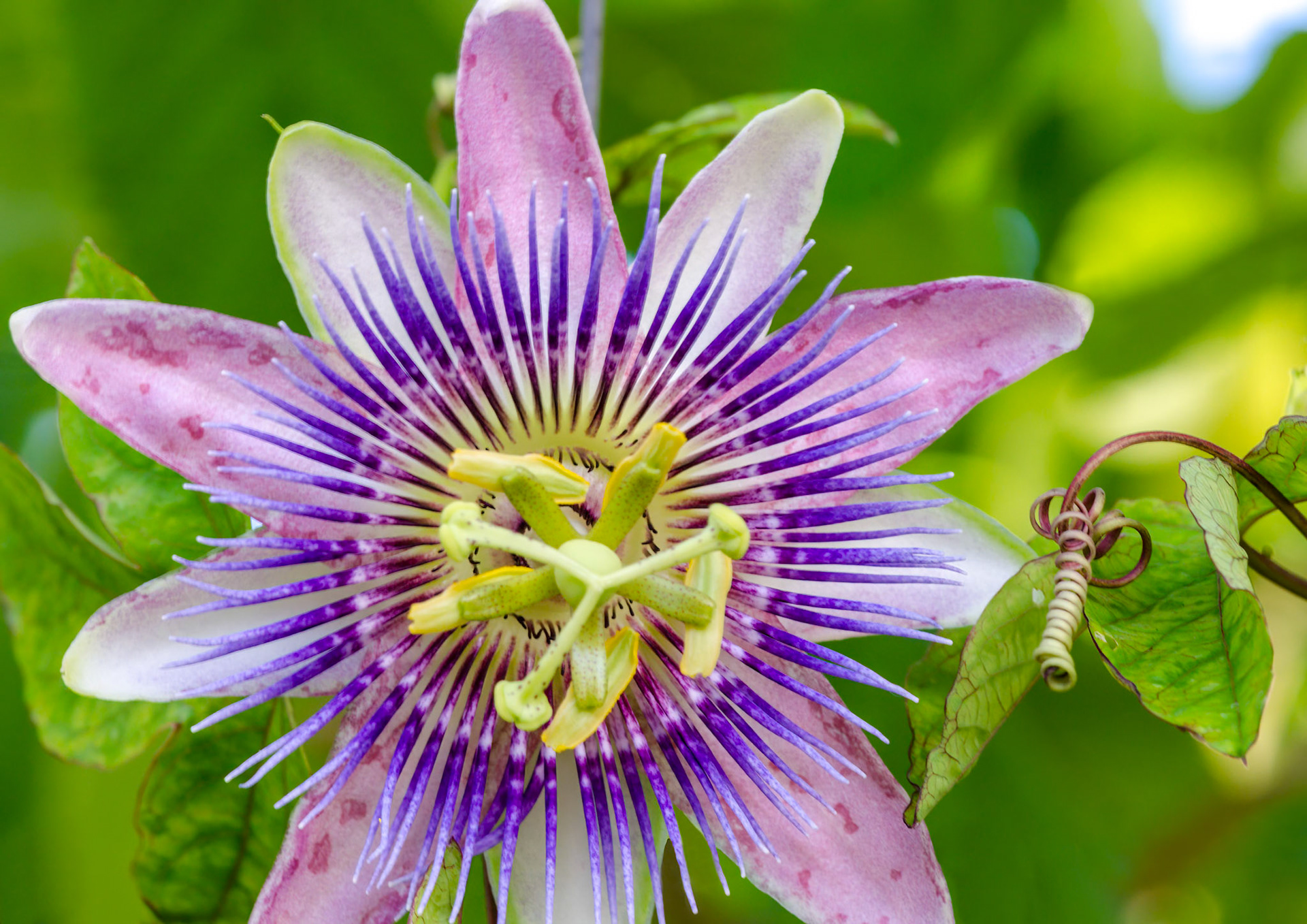 Purple Passion Flower - Captured at Marie Selby Botanical Gardens