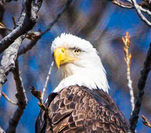 Majestic Bald Eagle