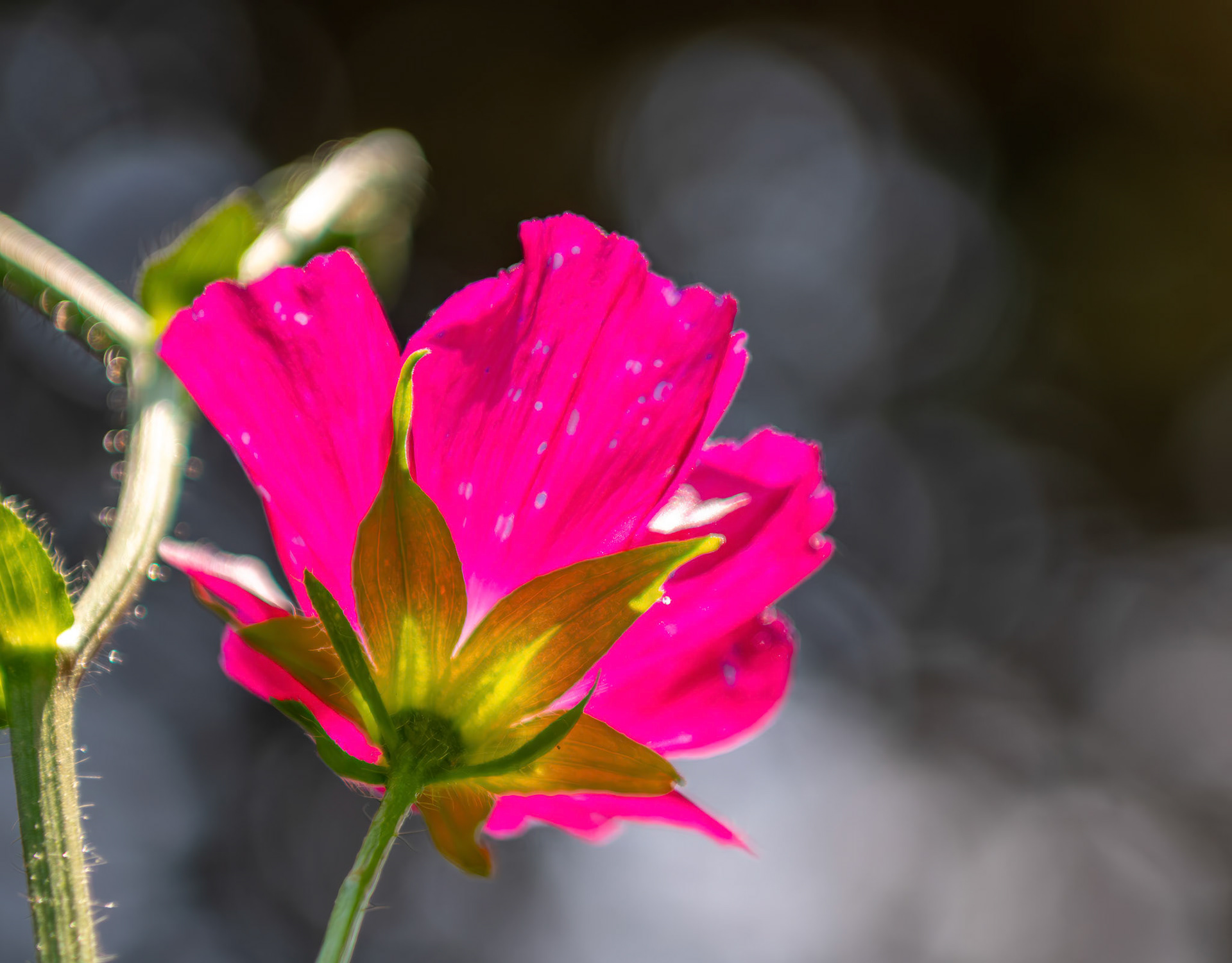 Luminescence - Vivid Cosmos Flower captured at the Shaw Nature Reserve.  POV beneath the flower on a bright afternoon gives it a luminescent effect