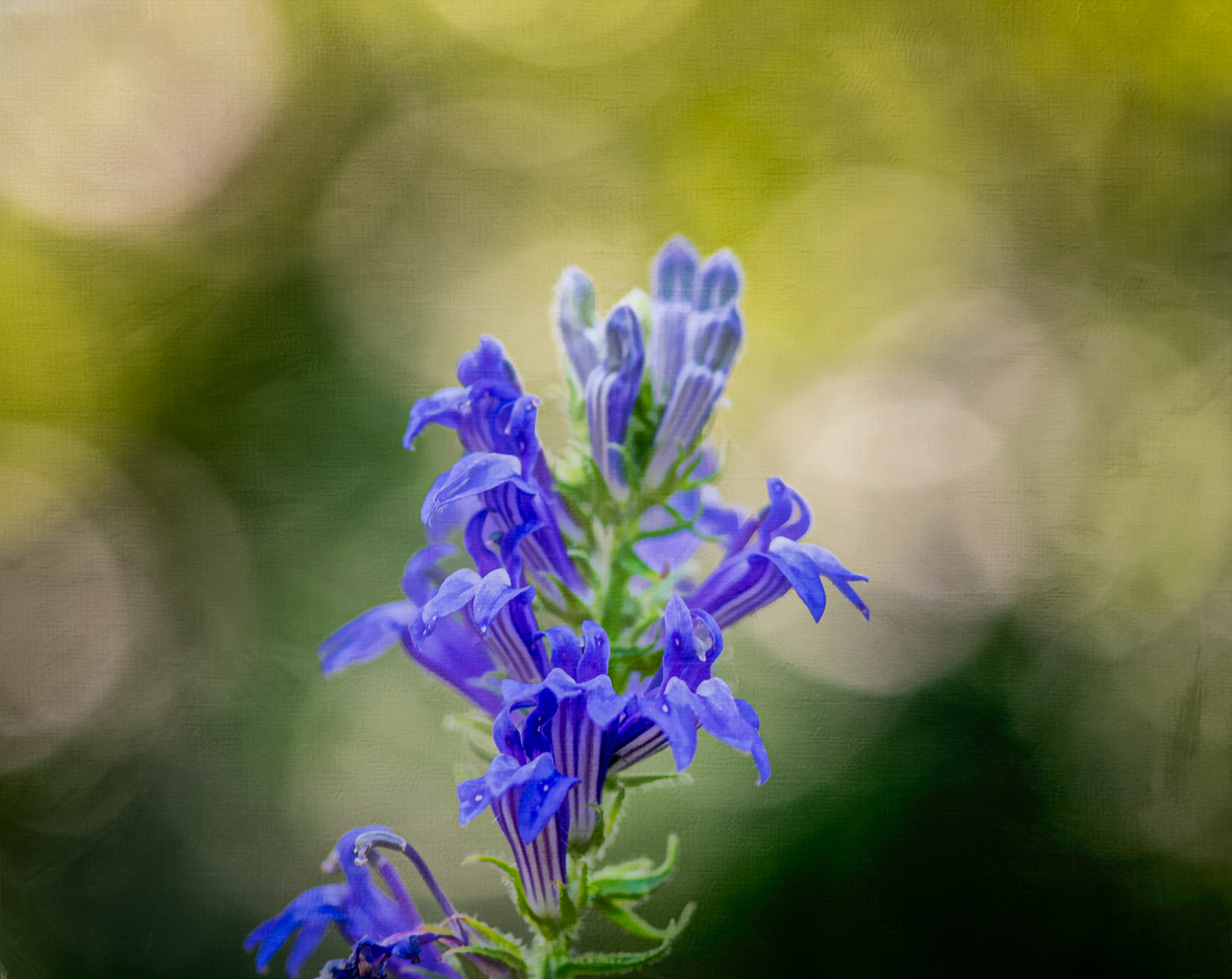 Multiple Exposure of Lobelia Blue Flower - captured at the Shaw Nature Reserve