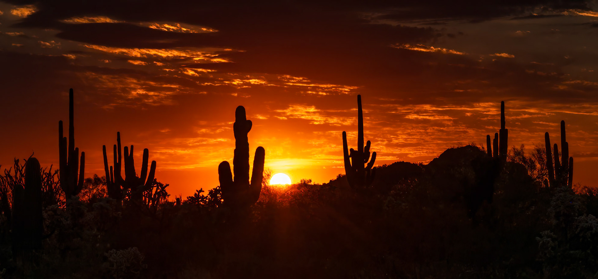 Saguaro Sunset Silhouettes - A vibrant and fiery sunset silhouettes the saguaro cacti and desert flora in Usery Mountain Regional Park, Phoenix, AZ