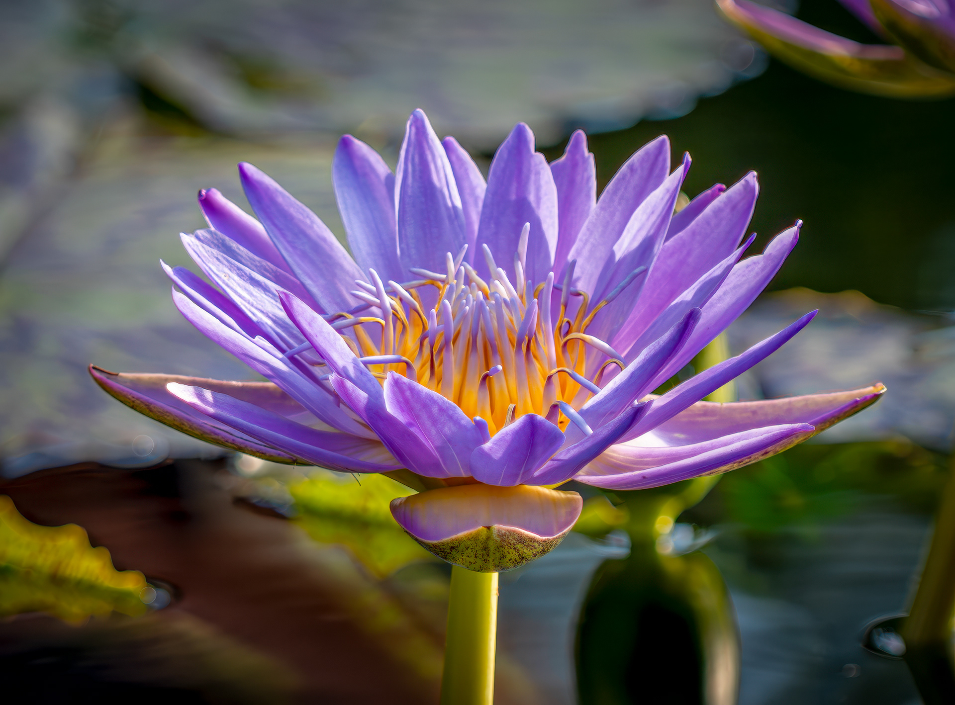 Nature's Harmony