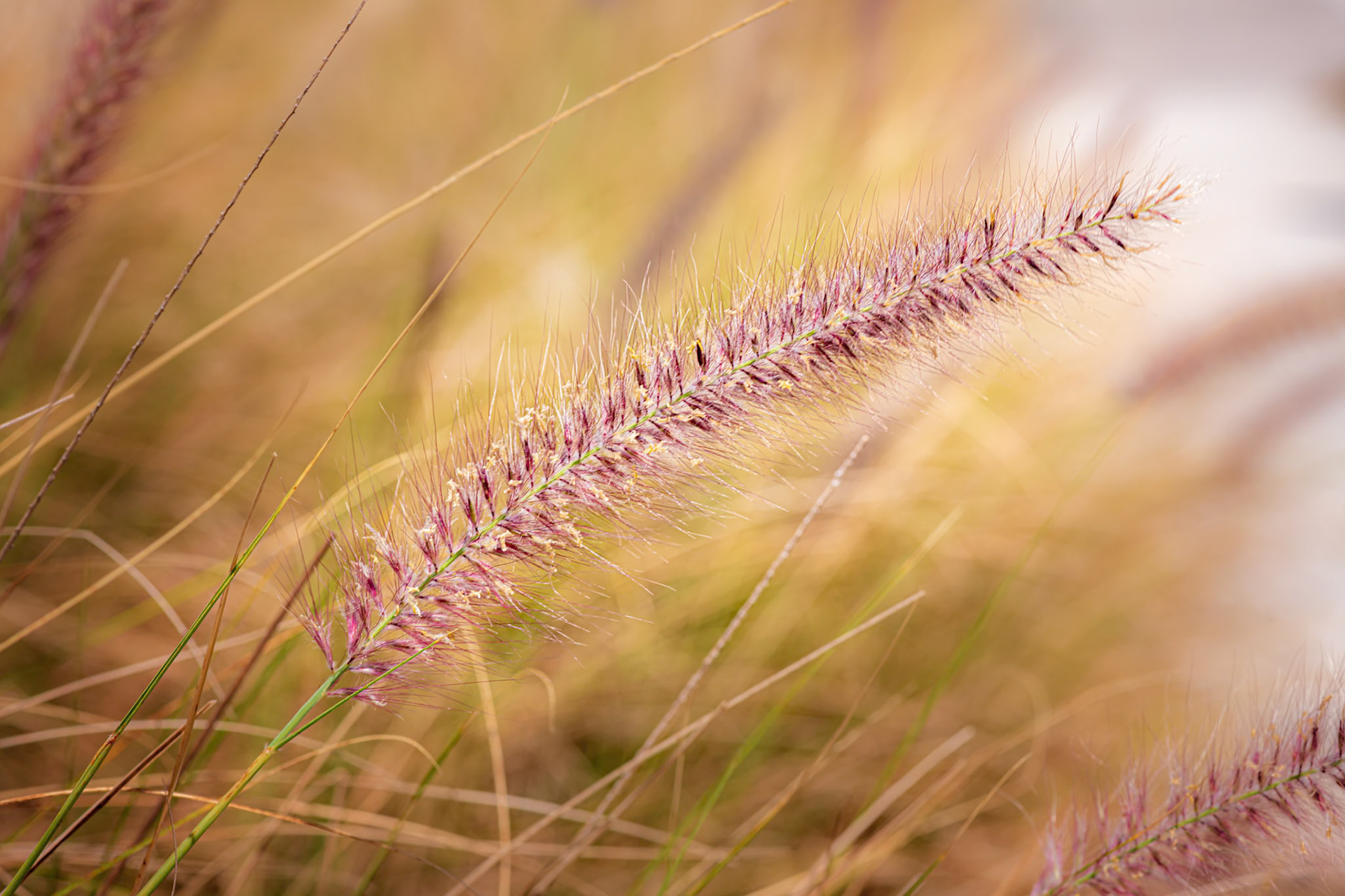 Blowing In The Wind - Blue Buffalo Grass captured on Siesta Key