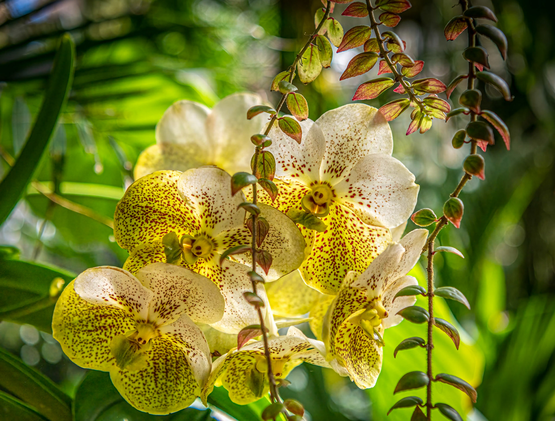 Waling-Waling Orchids - Captured at the Marie Selby Botanical Gardens