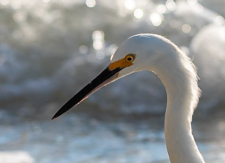 Egret and Surf