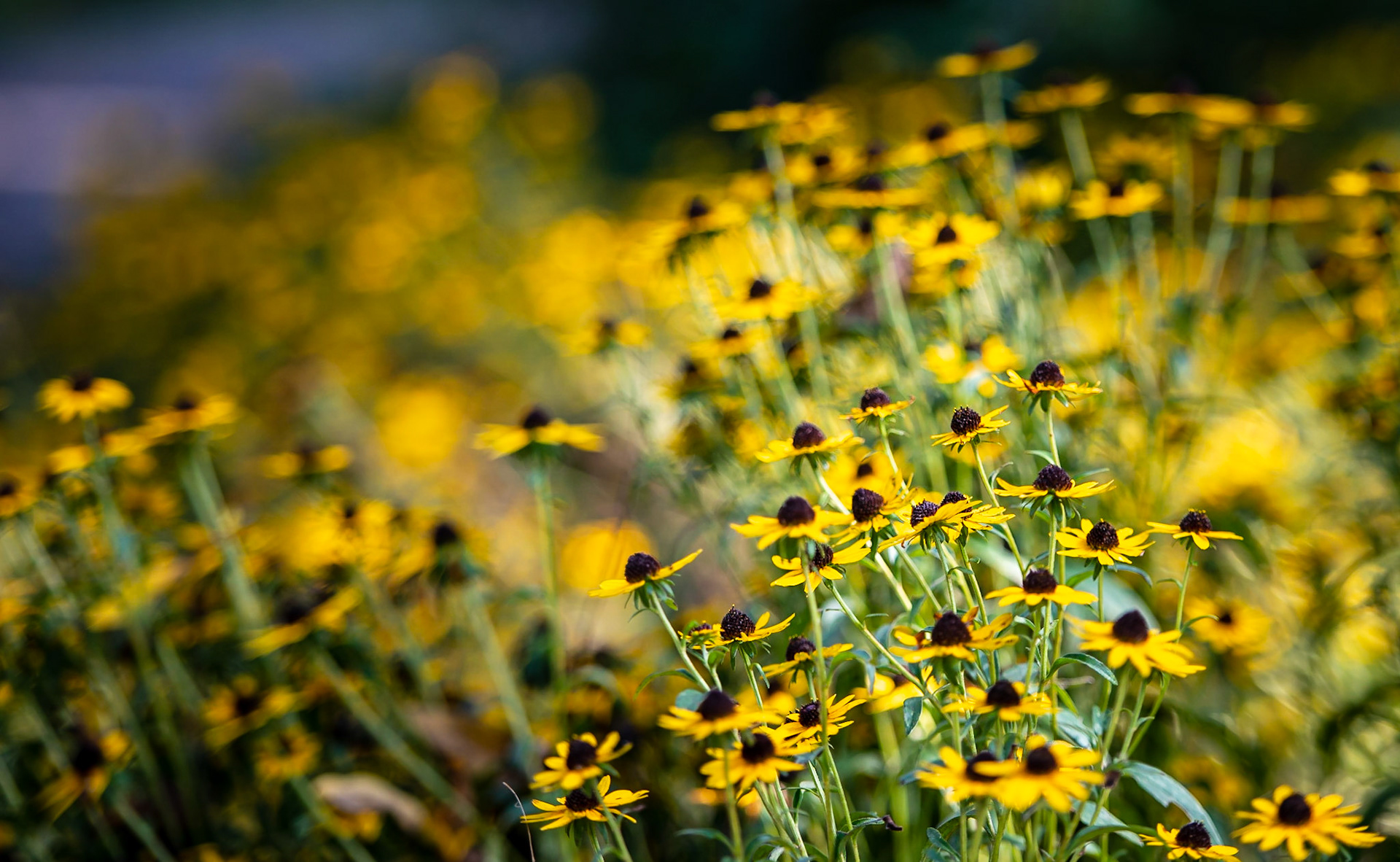 Summer's Jewels - Multiple exposure of a patch of Black Eyed Susans at the Shaw Nature Reserve