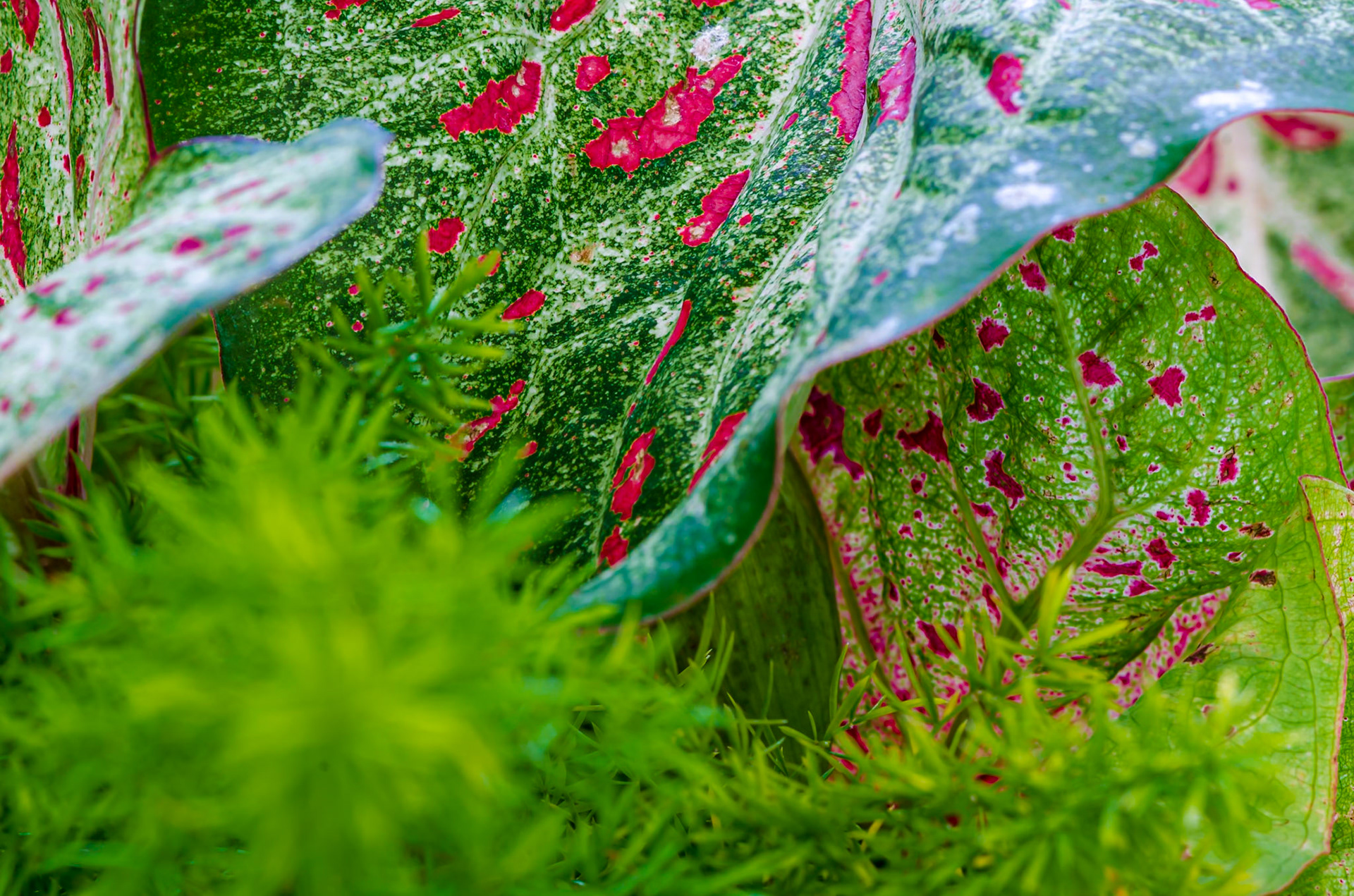 Explosion of Color - Macro of botanicals (Caladium) captured at the Jewel Box in Forest Park, St. Louis