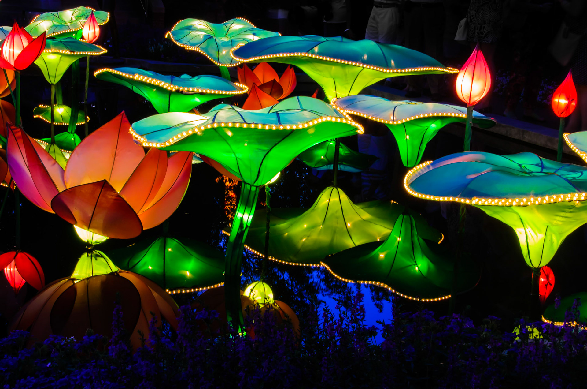 Lantern Festival Lilly Pads