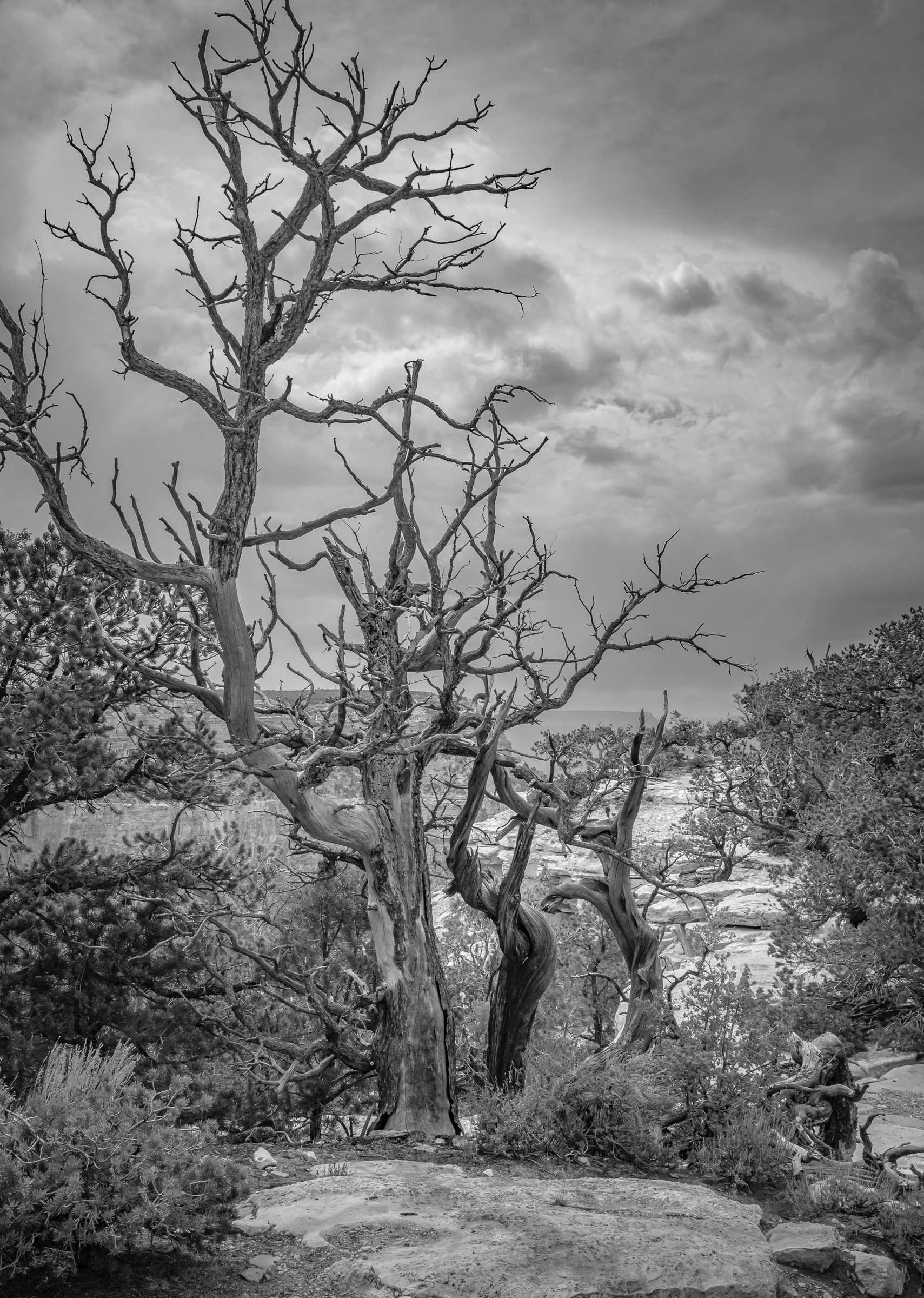 Nature's Transience on the Grand Canyon South Rim