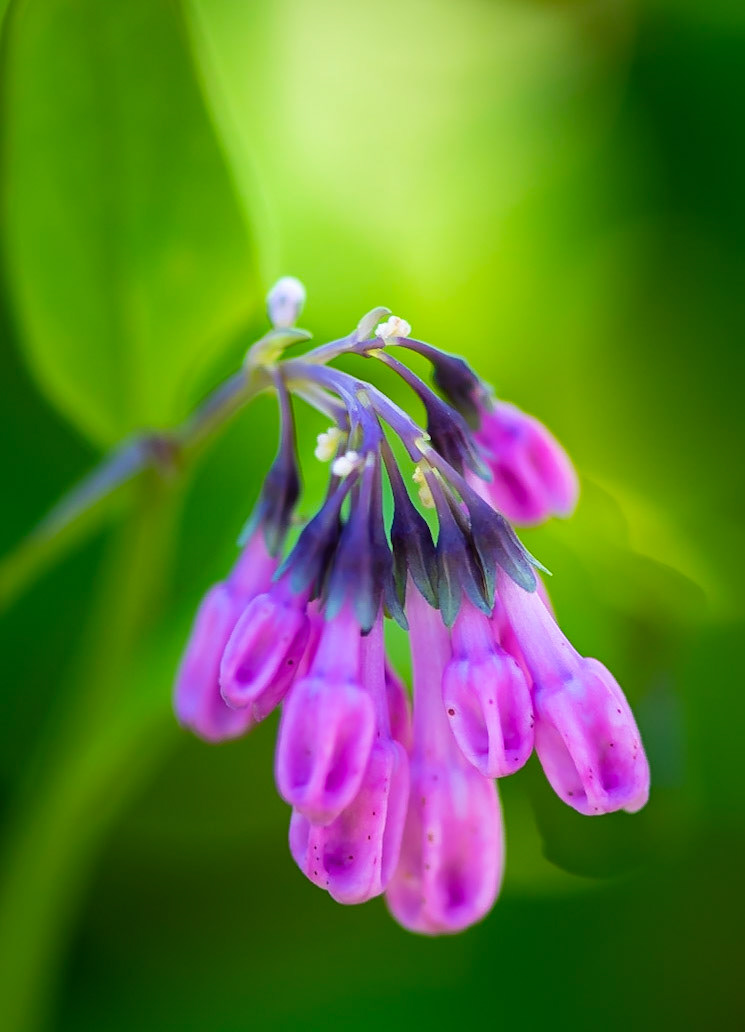 Bluebell Buds - Captured in the Shaw Nature Reserve