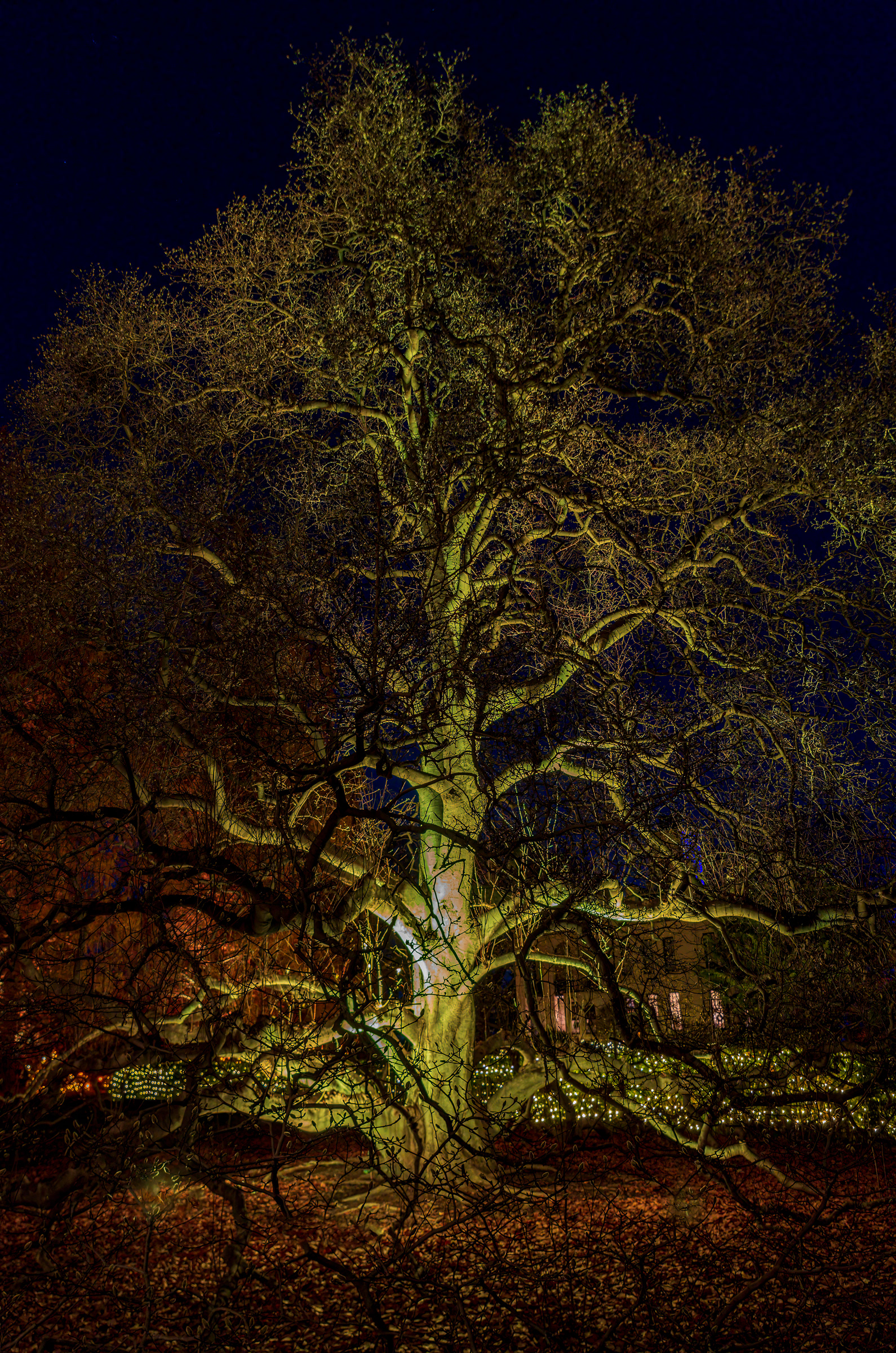 Garden Glow 2021 at the Missouri Botanical Garden