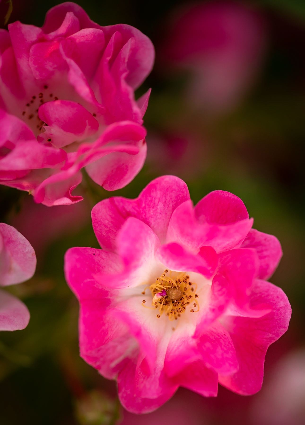 Mature &amp; Still Beautiful Pink Roses - Captured on Siesta Key