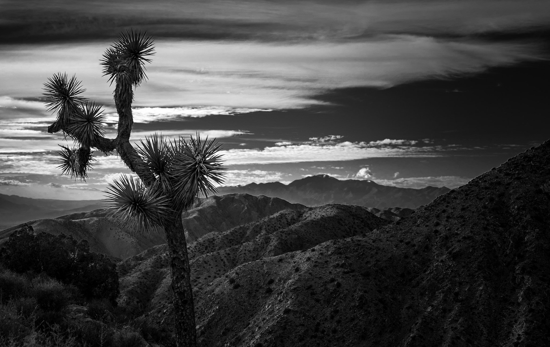 Joshua Tree National Park Landscape
