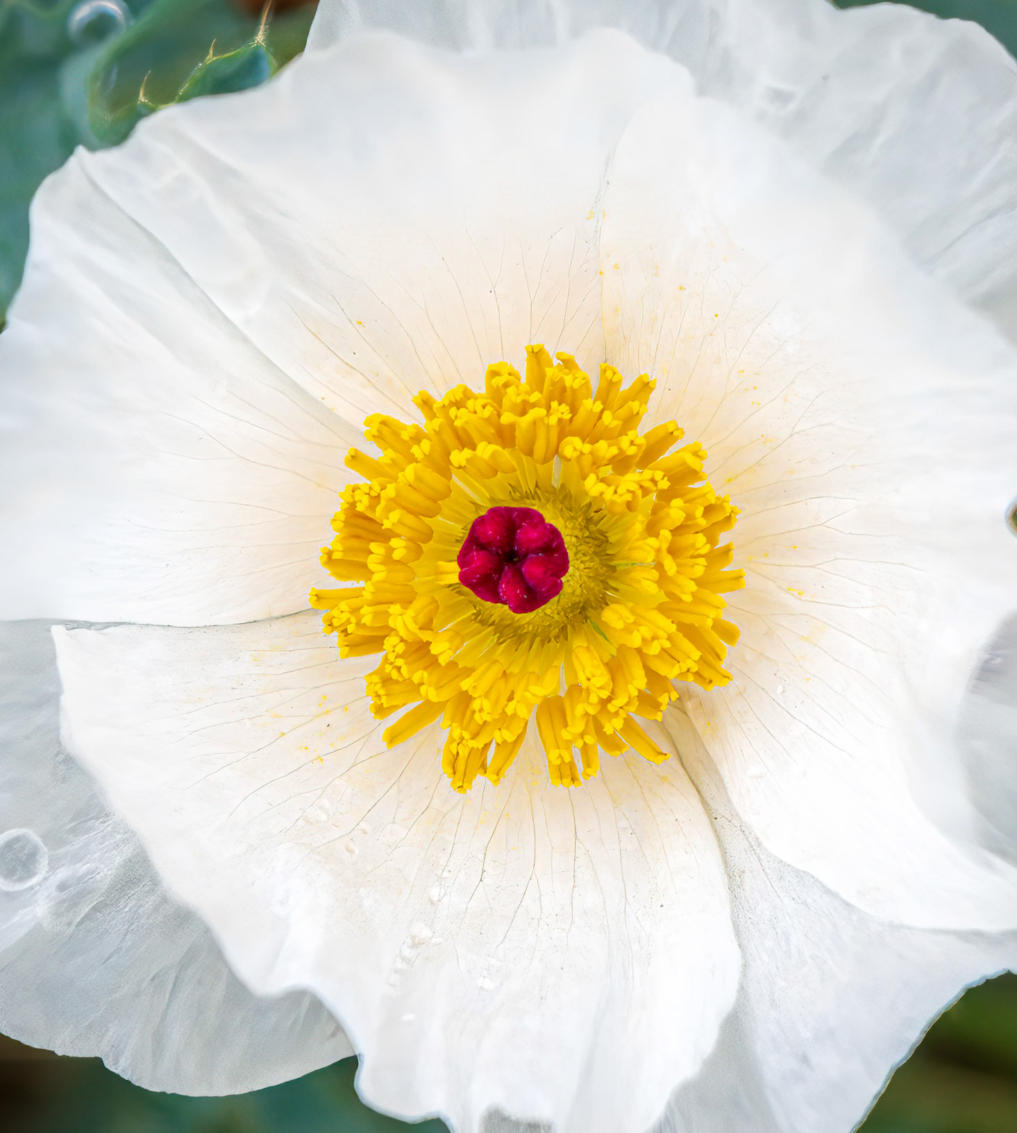 White Prickly Poppy - Captured at the Garden of the Gods, Colorado Springs, CO