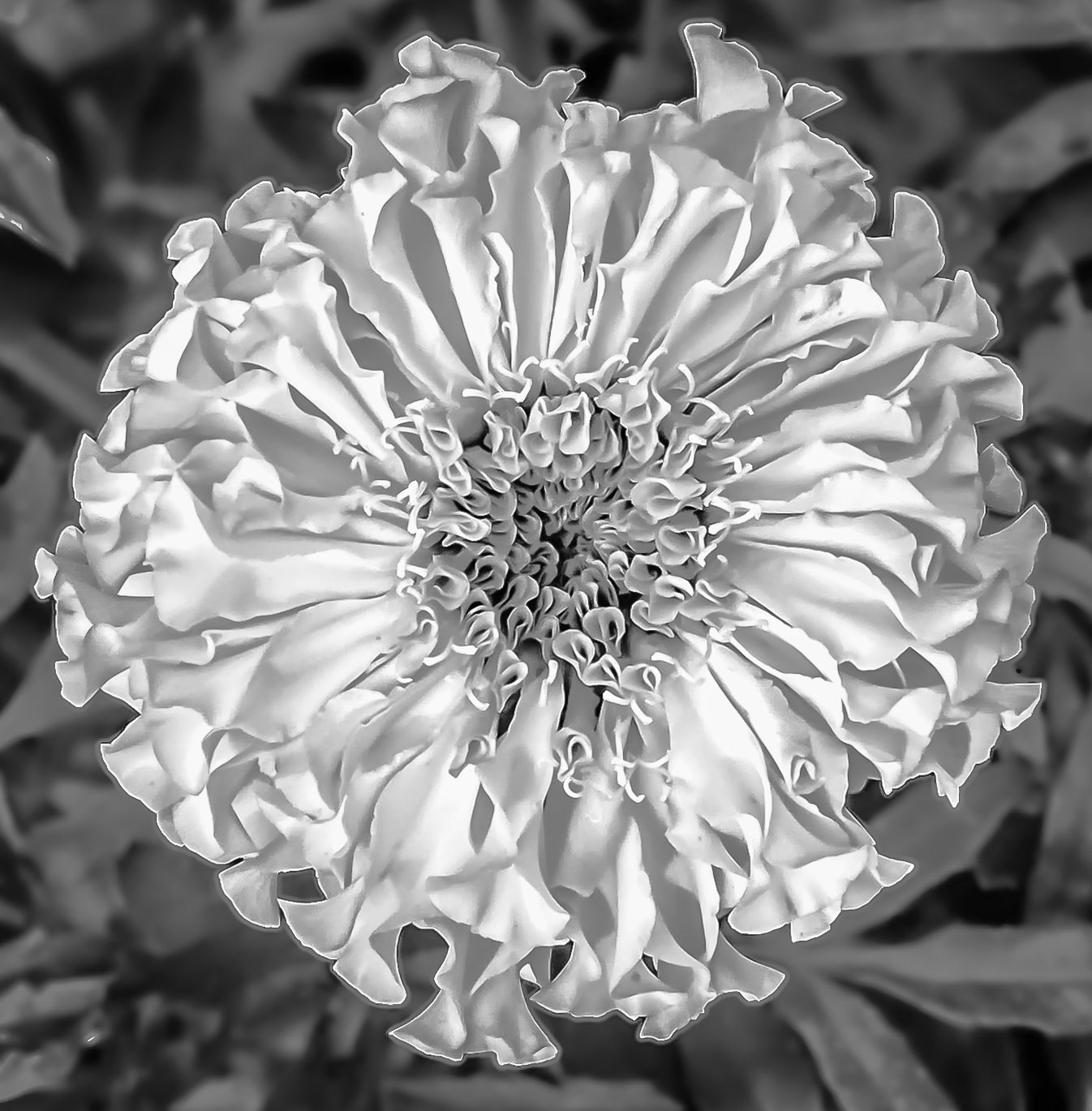 Mexican Marigold in B&amp;W - Captured in the foothills of the Colorado Rockies near Boulder.  The depth and texture was achieved using Photoshop's LAB inversion process.