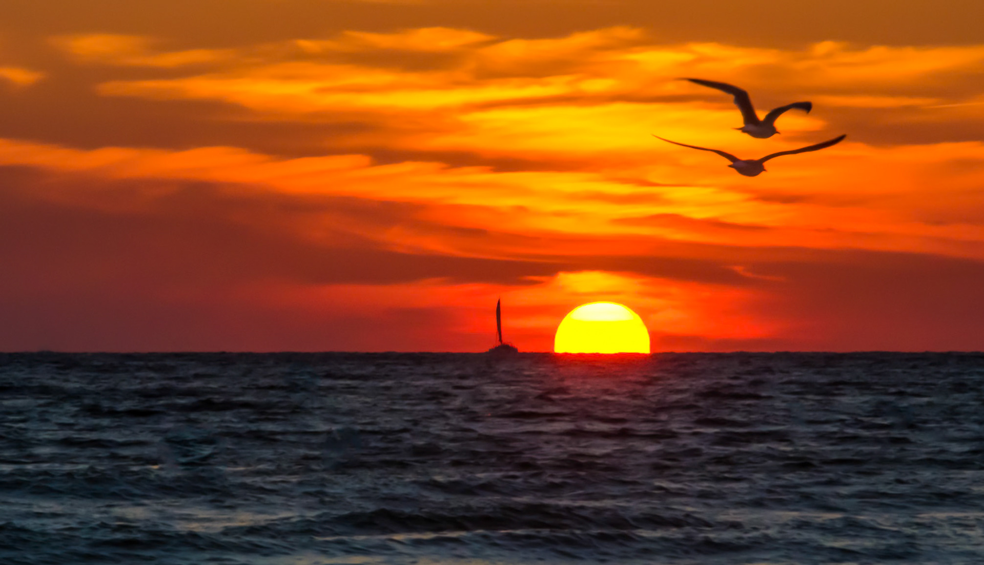 Sailing and Soaring Into The Sunset - Siesta Key Sunset