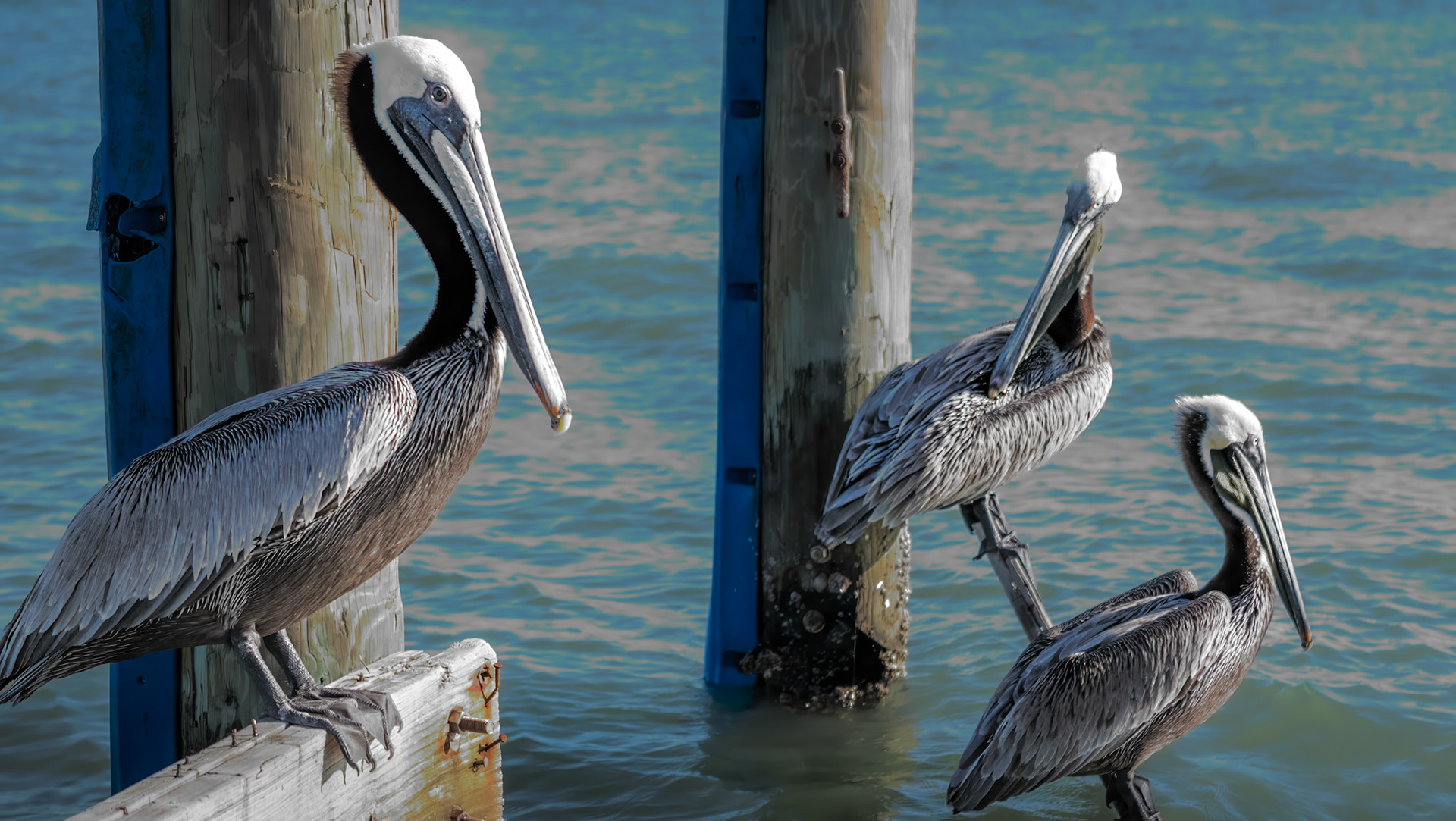 Polsing Pelicans