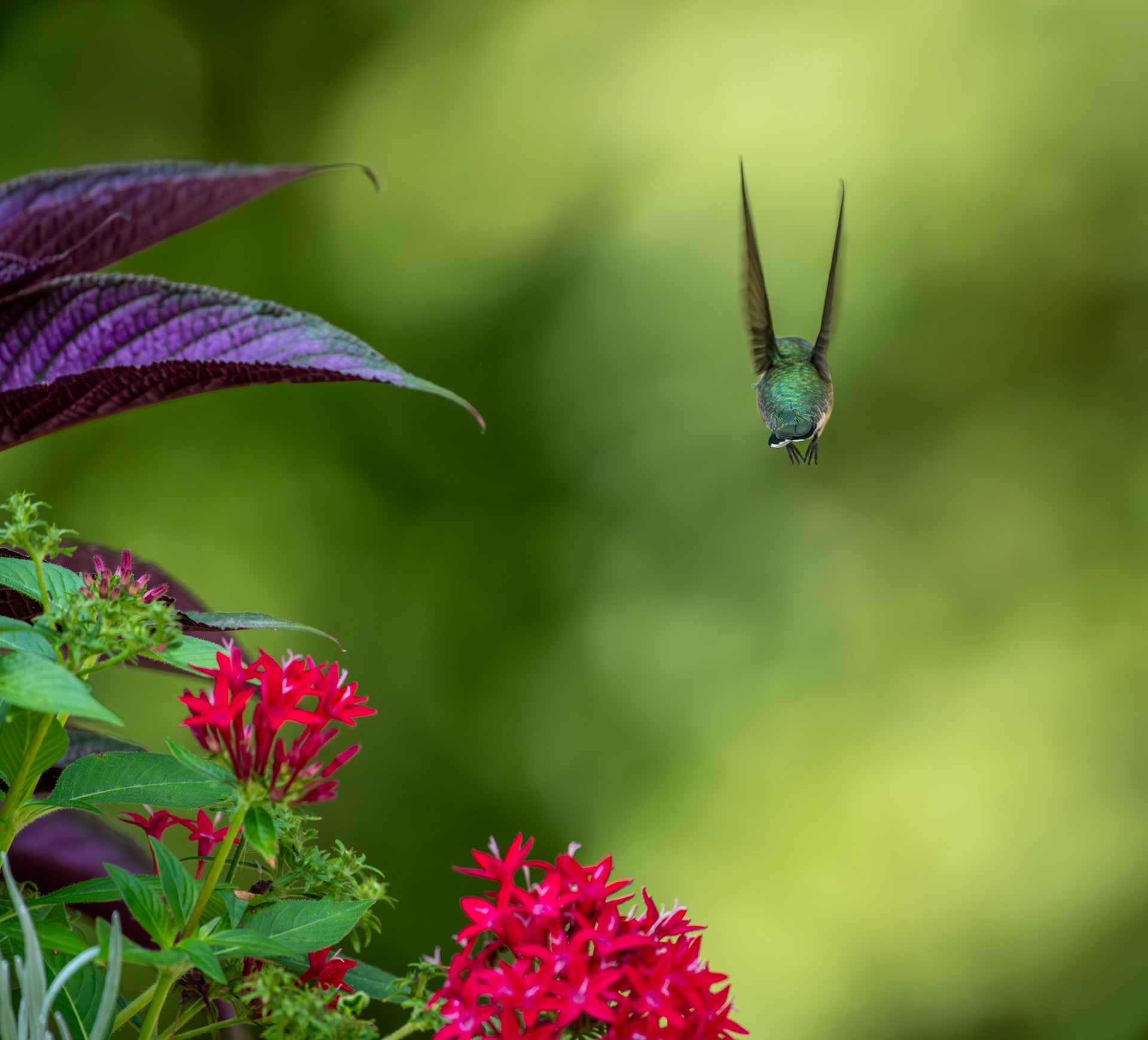 Hummingbird Don't Fly Away Fly Away