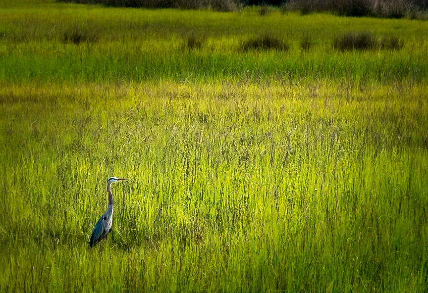 Grey Heron Surveying The Horizon - South Carolina Lowcountry