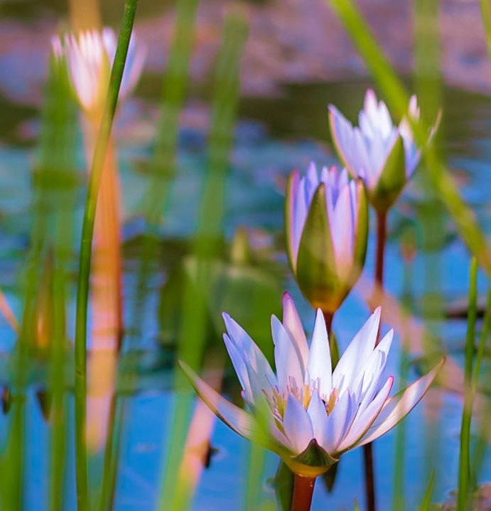 Calling It A Day - Water Lilies near the end of the day in Naples FL