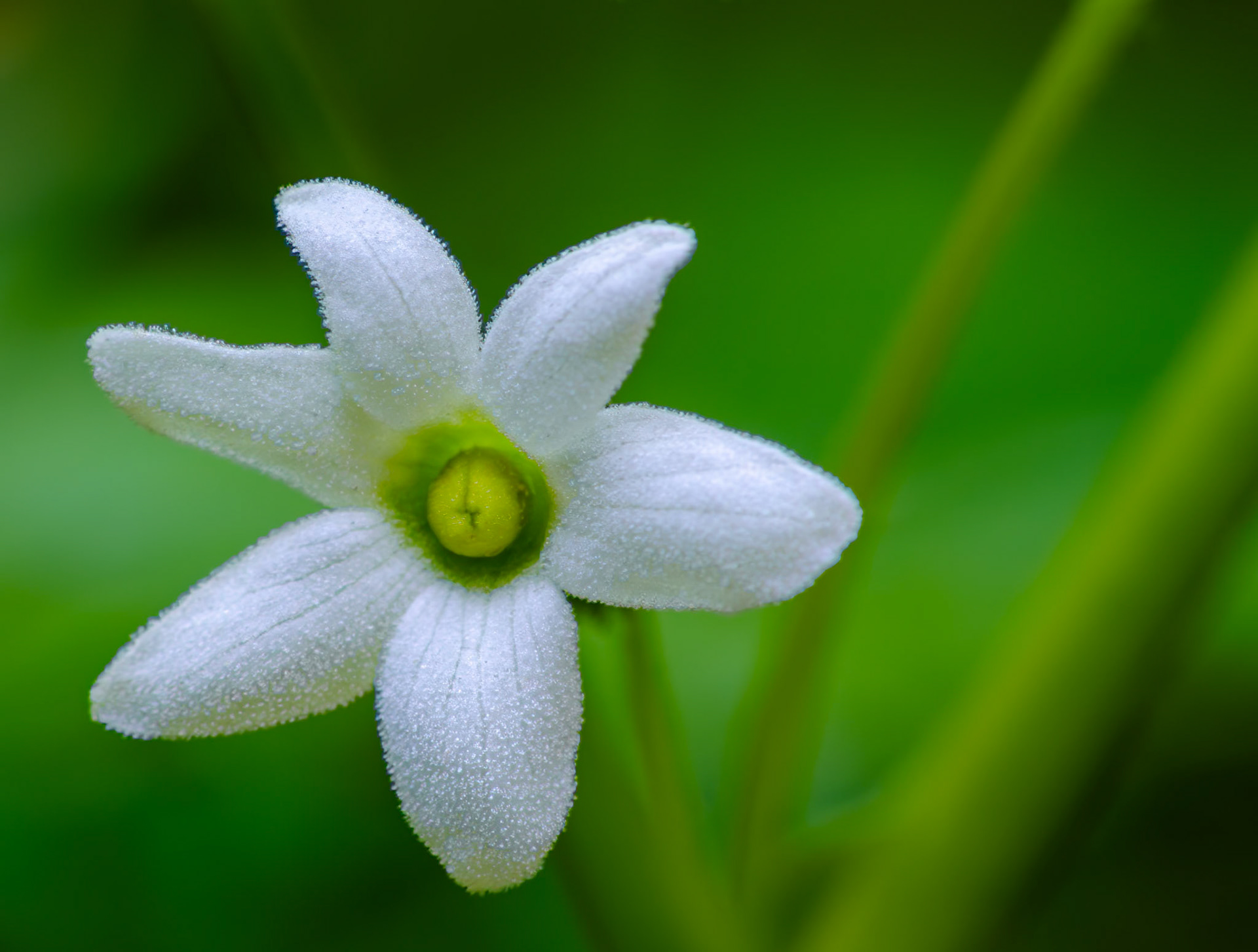 Coastal Manroot Flower aka Wild Cucumber