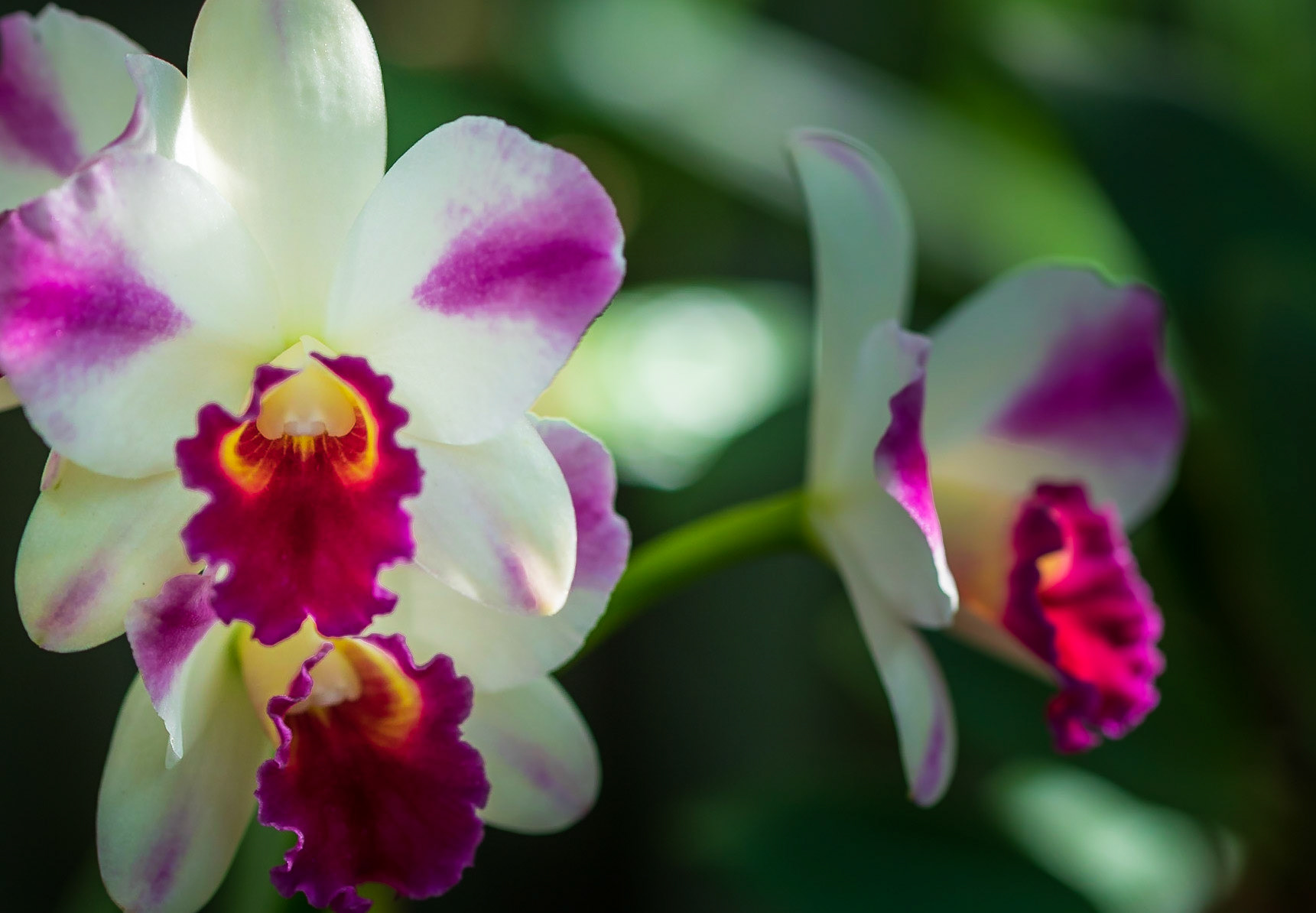 Multi-Colored Orchids - Captured in the Sophia M Sachs Butterfly House