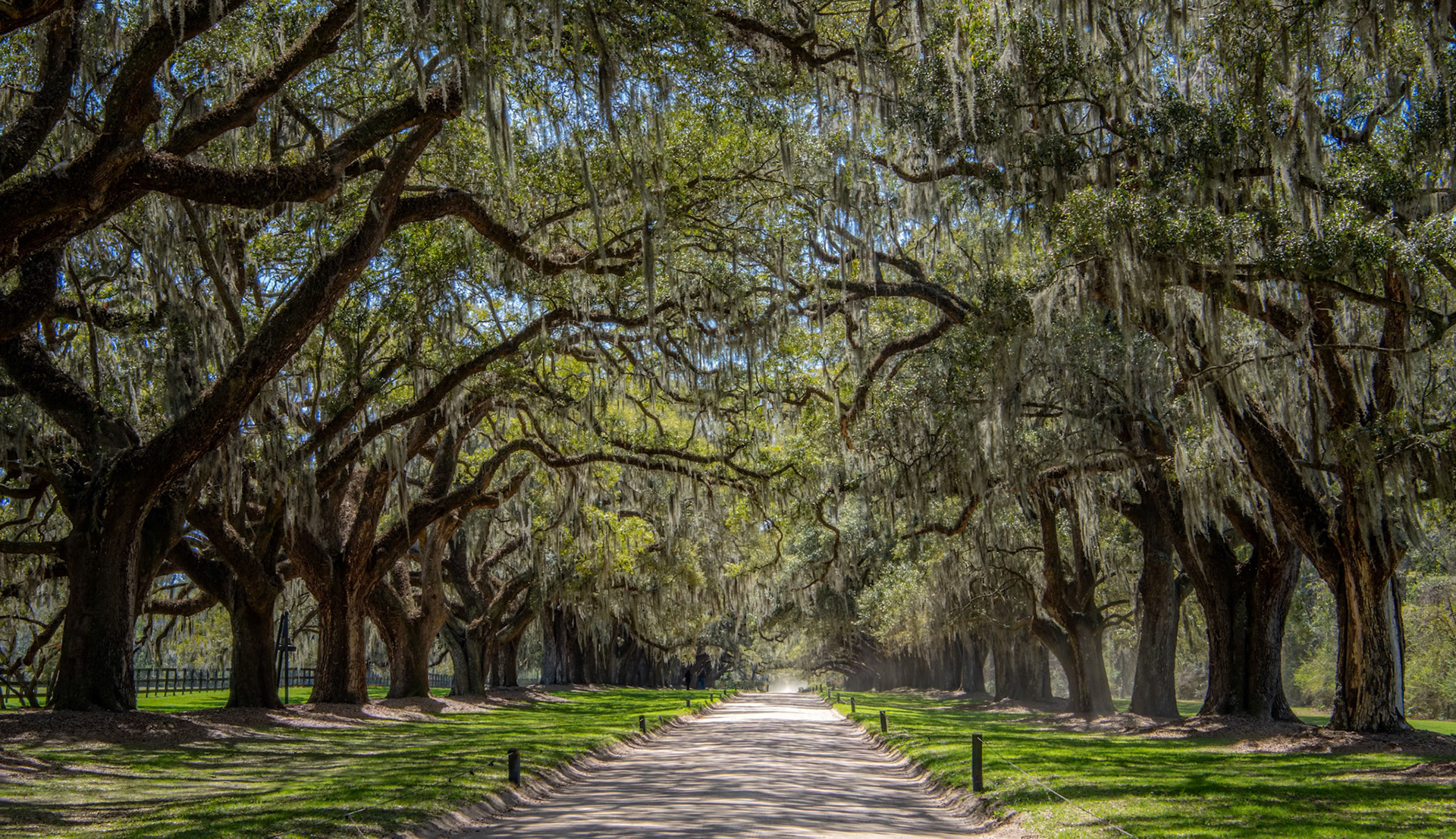 Avenue Of The Oaks - Beautiful moss draped Oaks lining the road into the Boone Hall Plantation and Gardens, Mount Pleasant, SC