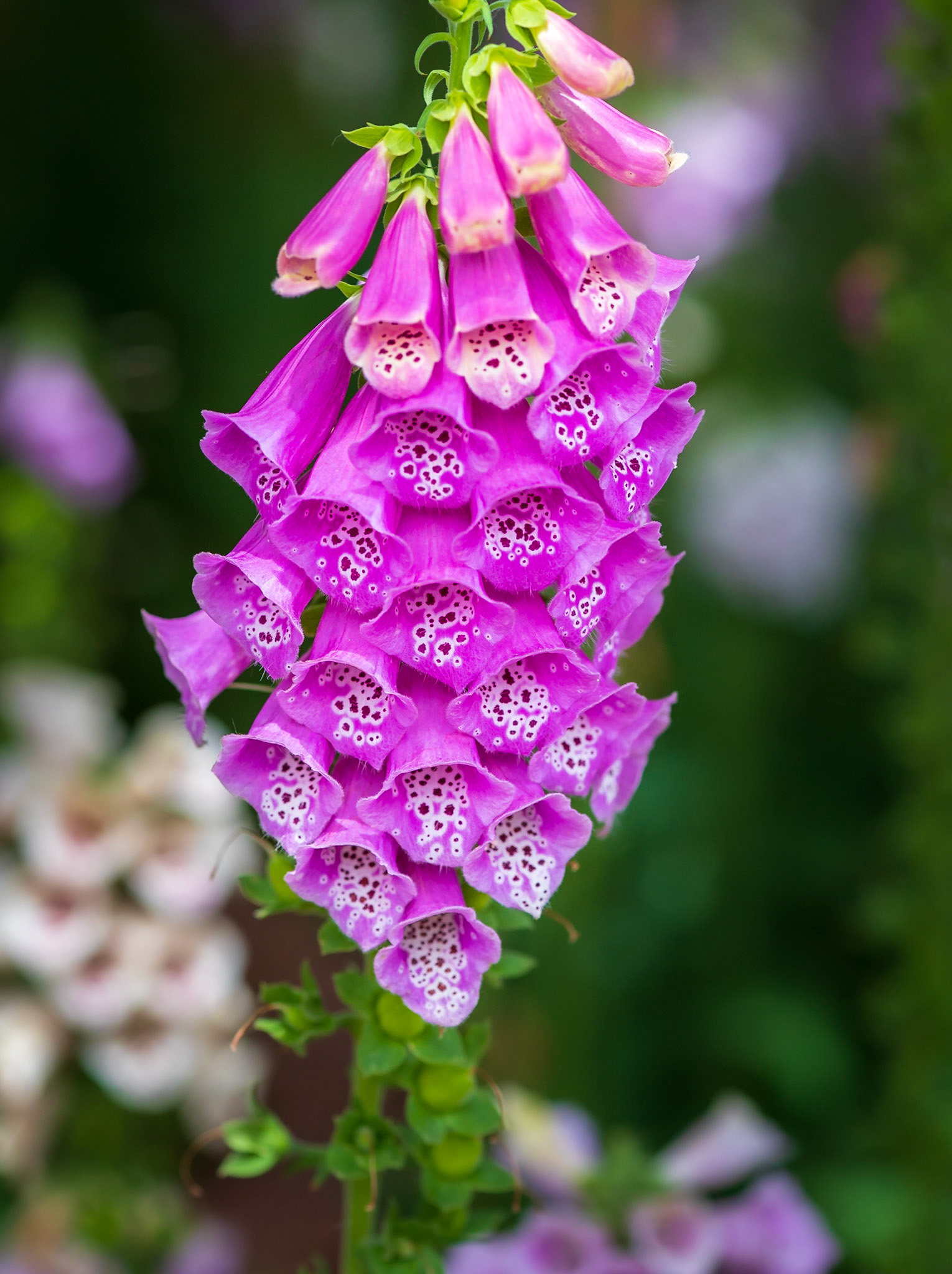 Foxglove Plant - Captured in the Tlaquepaque Art Village in Sedona Arizona