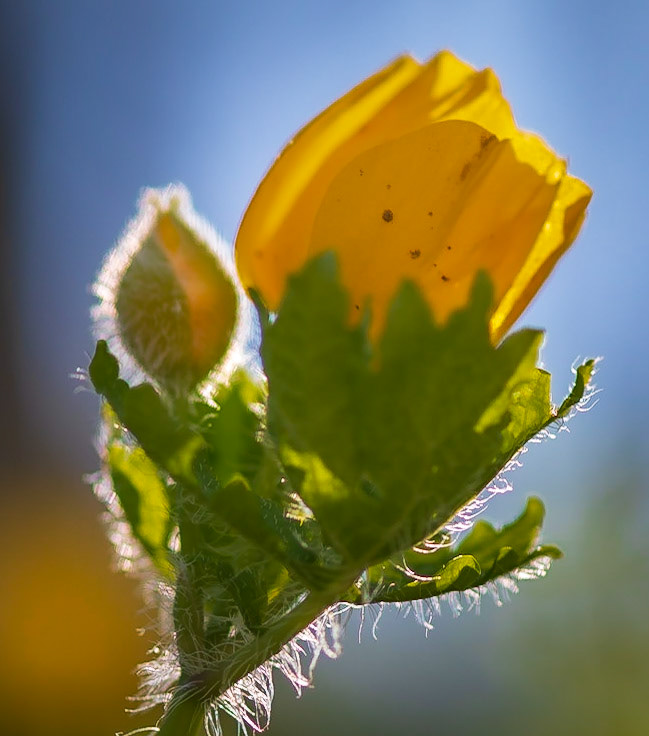 Back Lit Poppy in Shaw Nature Reserve