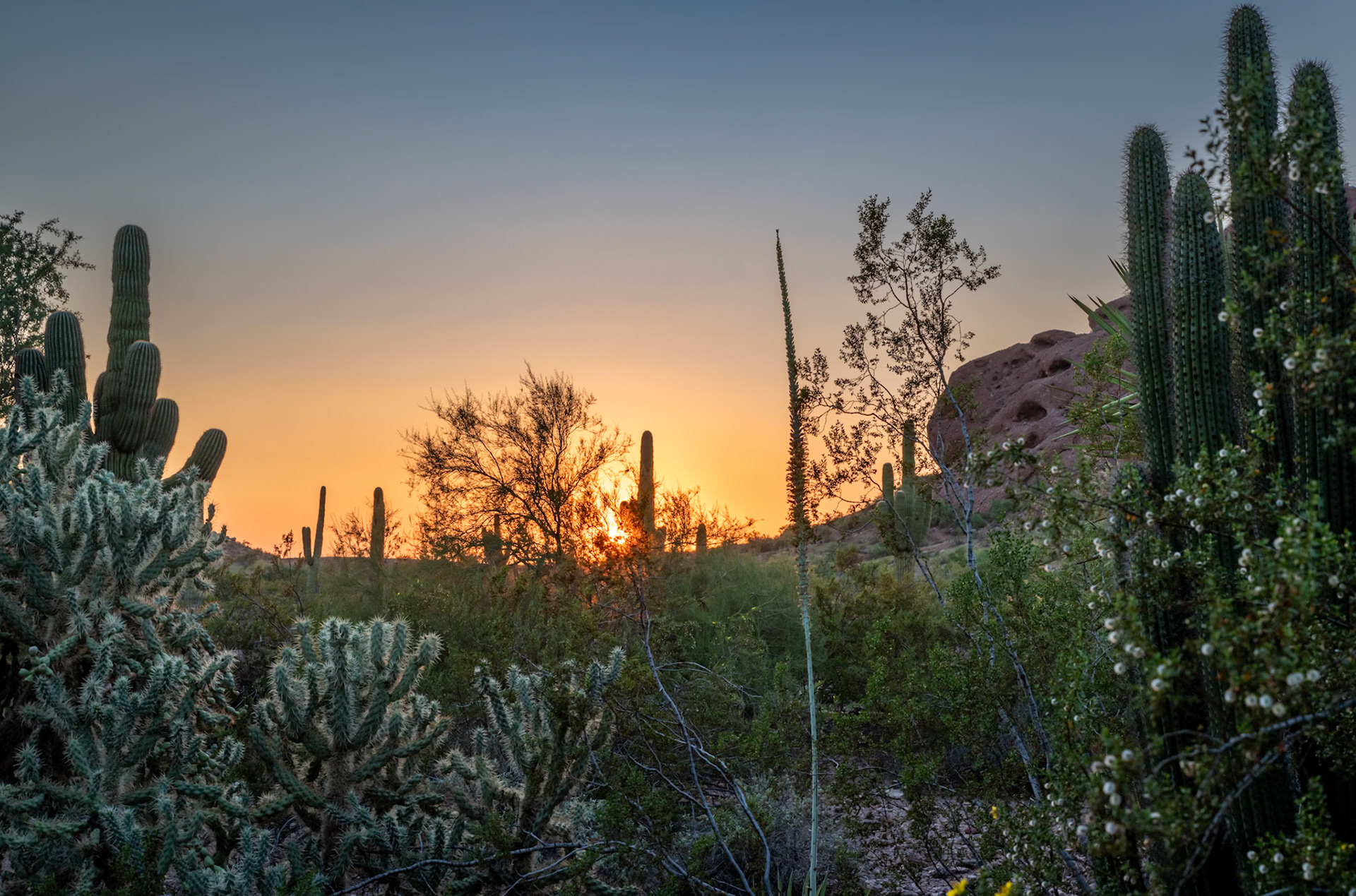 Beautiful Sonoran sunset captured at the Desert Botanical Garden in Phoenix Arizona