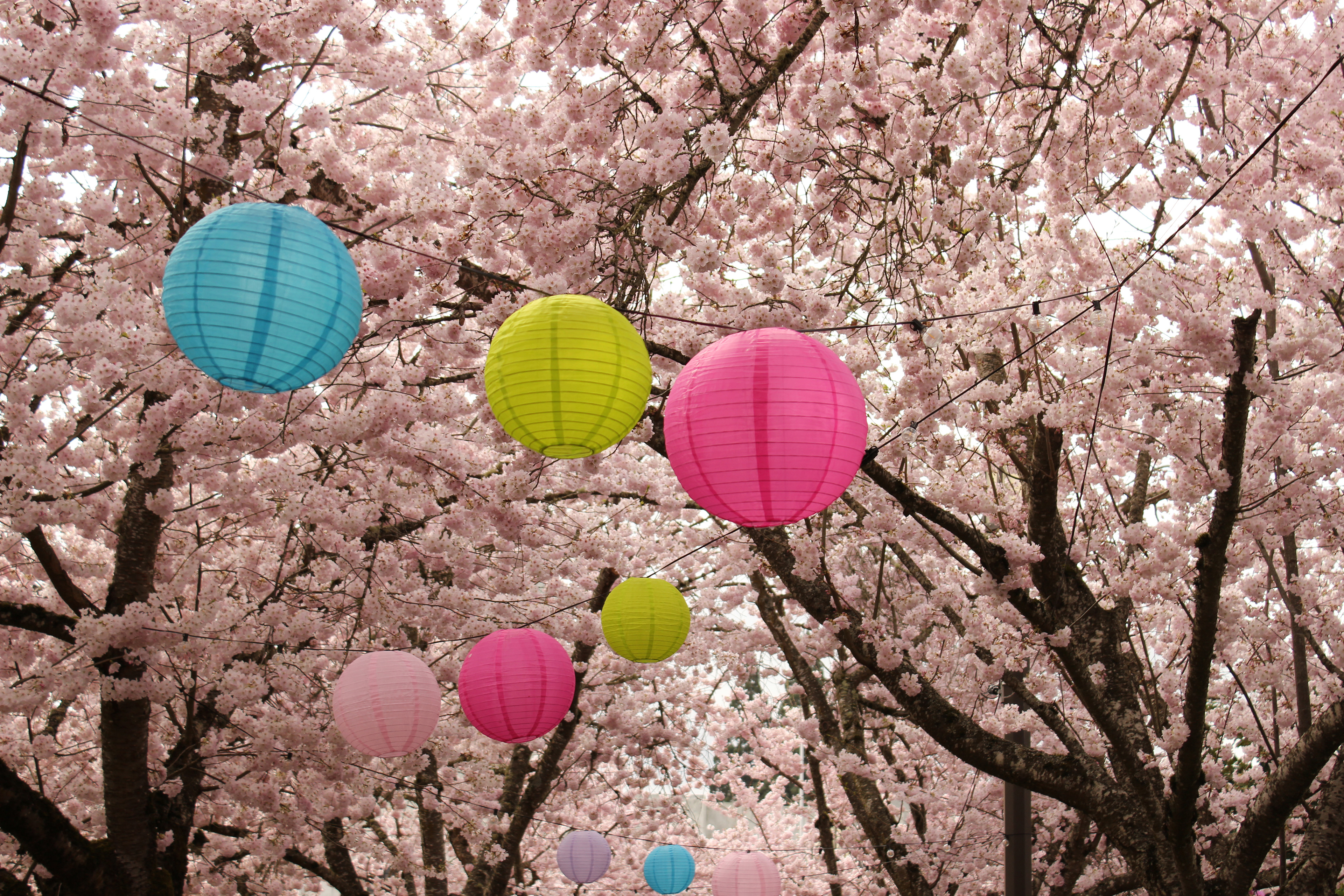 Cherry Blossom