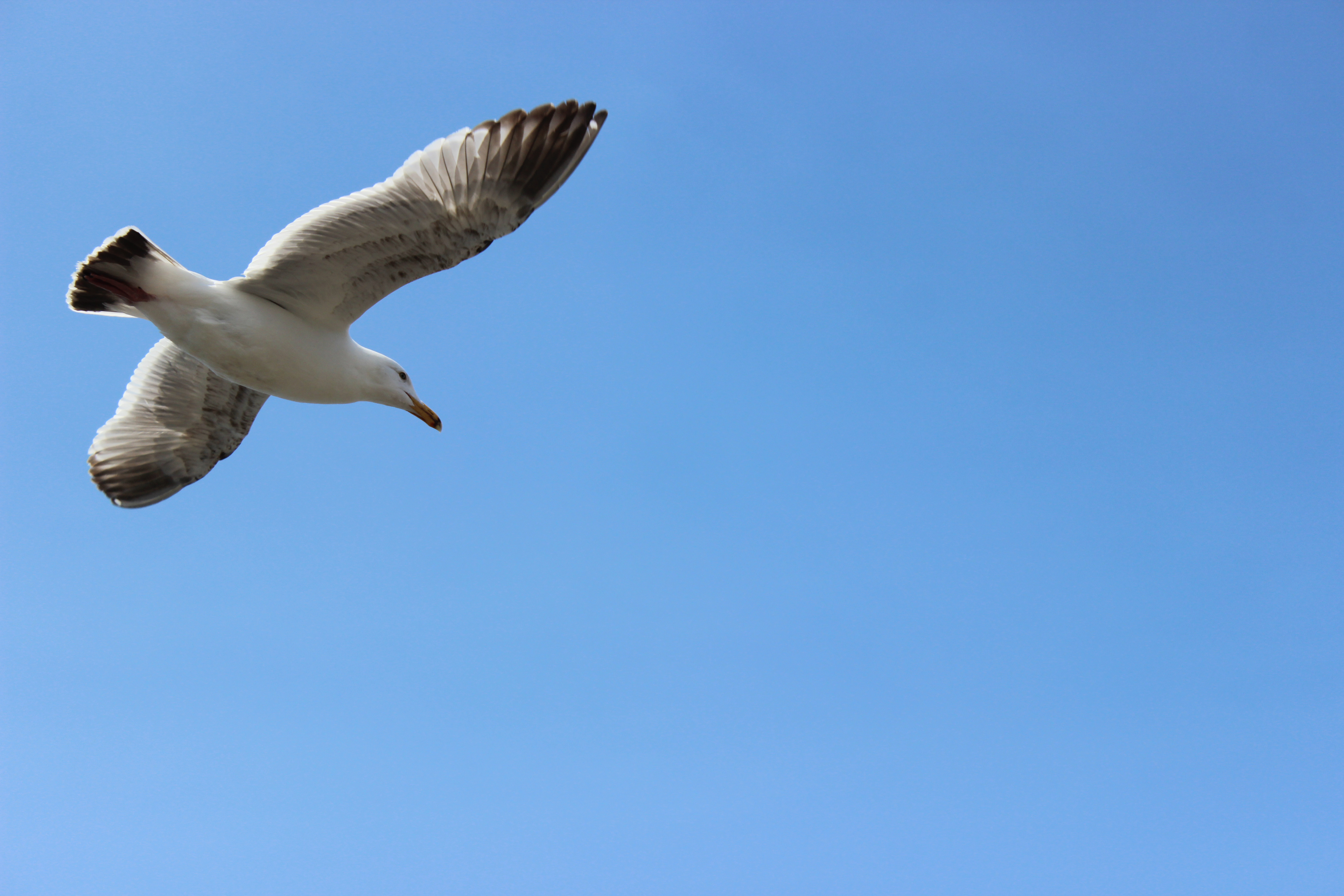 Seagull